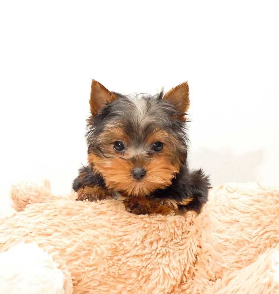 2614x1620 cute yorkie hd wallpaper>. Cute Yorkie Wallpapers Top Free Cute Yorkie Backgrounds Wallpaperaccess