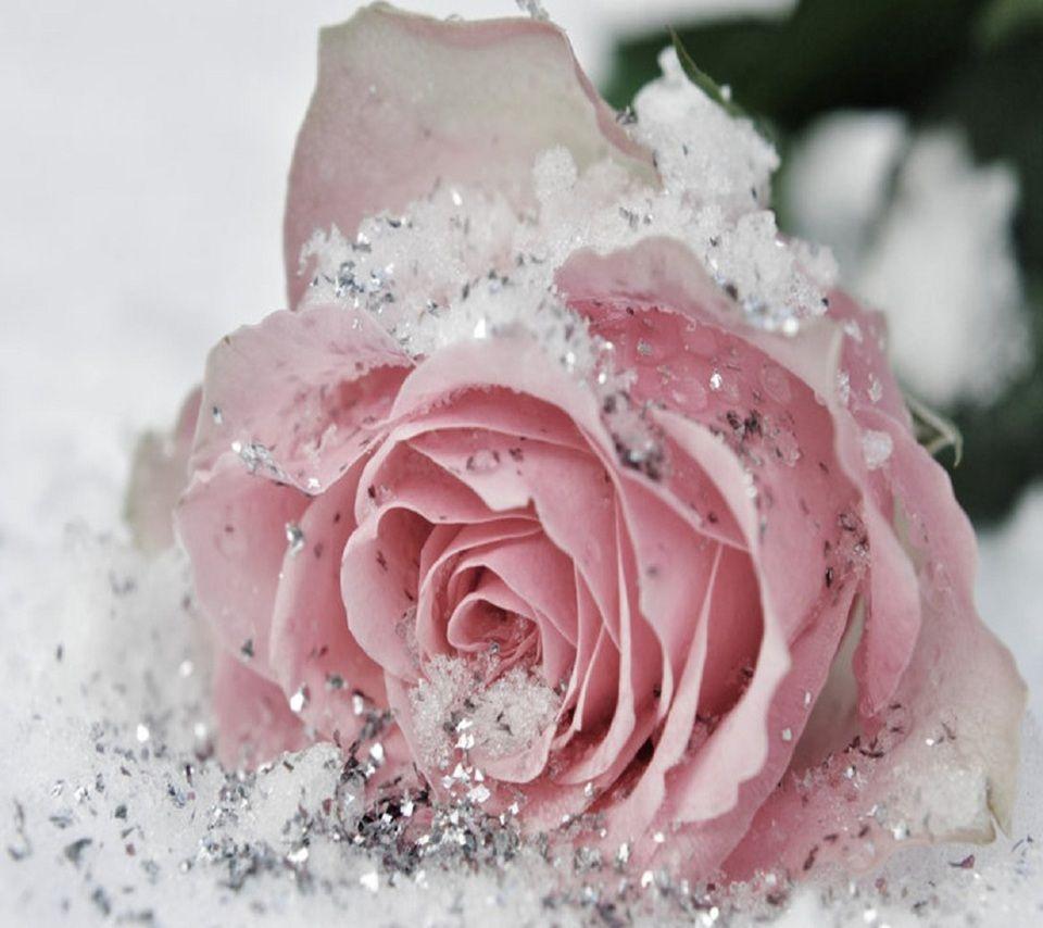 Check out this fantastic collection of pink rose glitter wallpapers, with 60 pink rose glitter background images for your desktop, phone or tablet. Pink Rose Glitter Wallpapers Top Free Pink Rose Glitter Backgrounds Wallpaperaccess