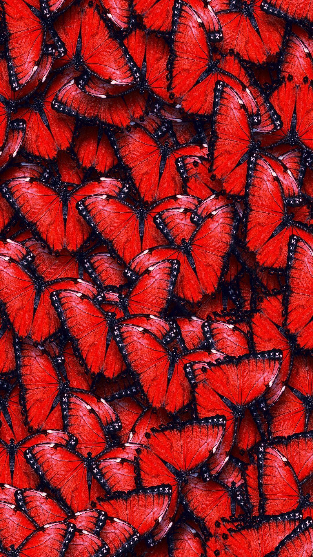 We've gathered more than 5 million images uploaded by our users and sorted them by the most popular ones. Cute Red Butterfly Wallpapers Top Free Cute Red Butterfly Backgrounds Wallpaperaccess