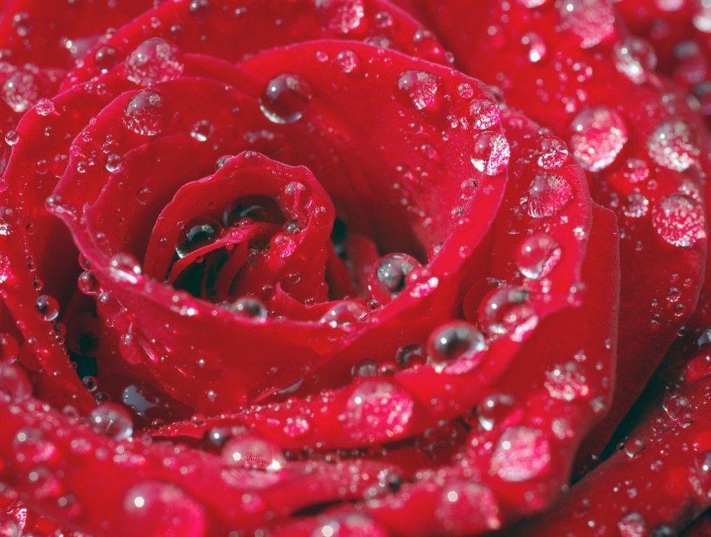 Rain drops purple forces nature. Rose Water Wallpapers Top Free Rose Water Backgrounds Wallpaperaccess