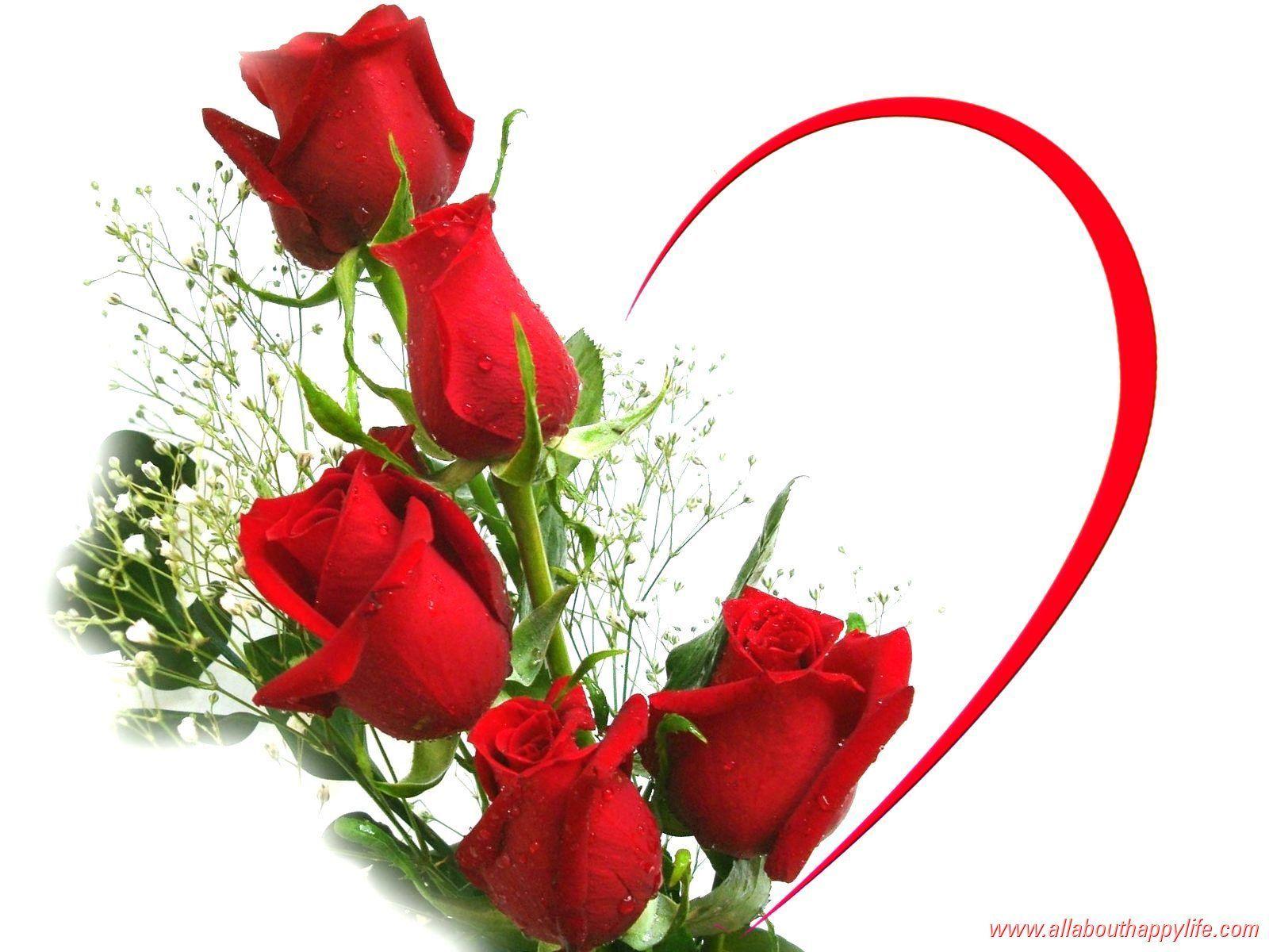 1024x640 most beautiful pink yellow rose flowers wallpapers laptops or · 2560x1600 rose flower most beautiful widescreen hd hd wallpapers rocks · 800x610 most . Love Rose Hd Wallpapers Top Free Love Rose Hd Backgrounds Wallpaperaccess