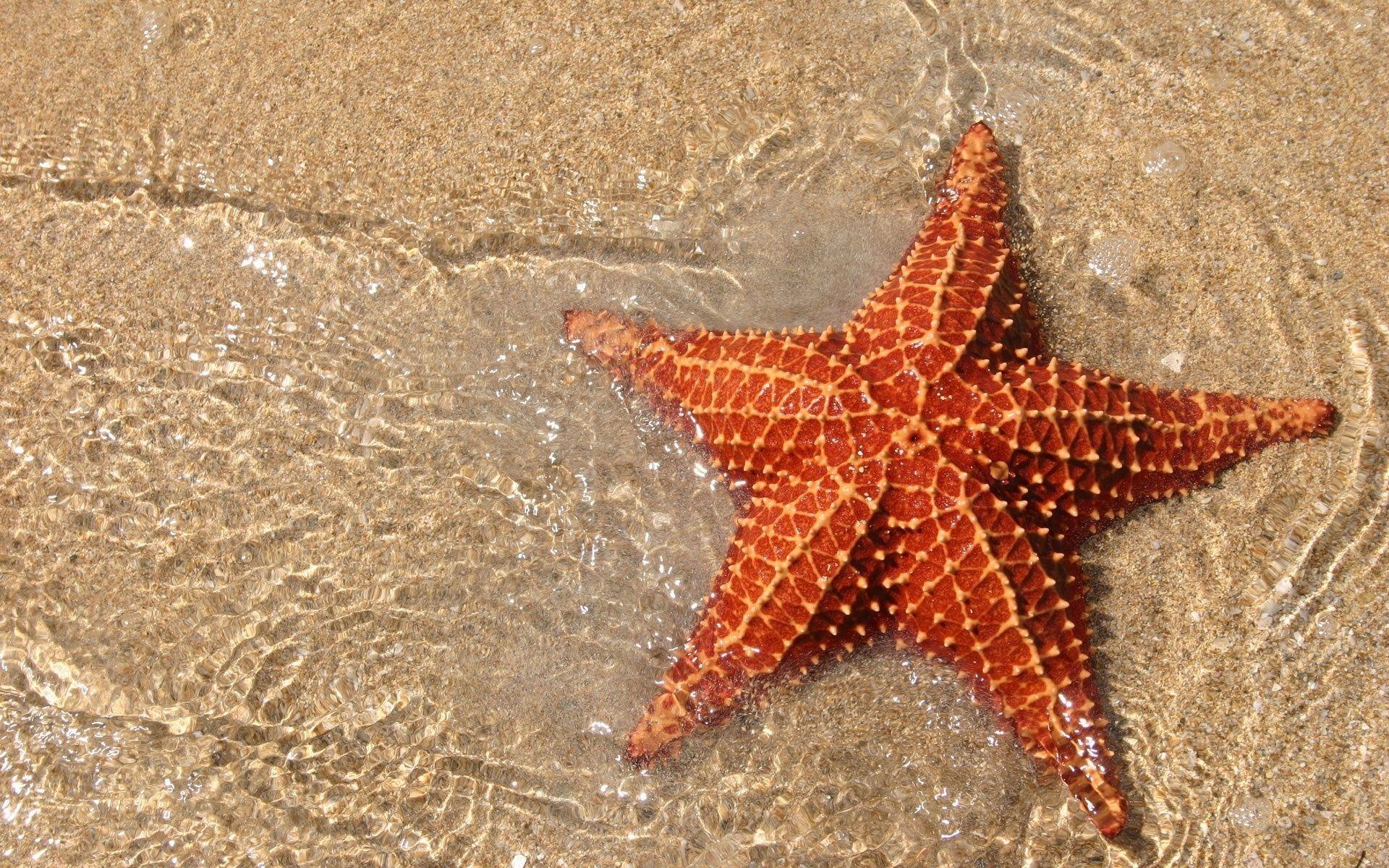 3d starfish live wallpaperamazoncomappstore for android. Sea Stars Wallpapers Top Free Sea Stars Backgrounds Wallpaperaccess