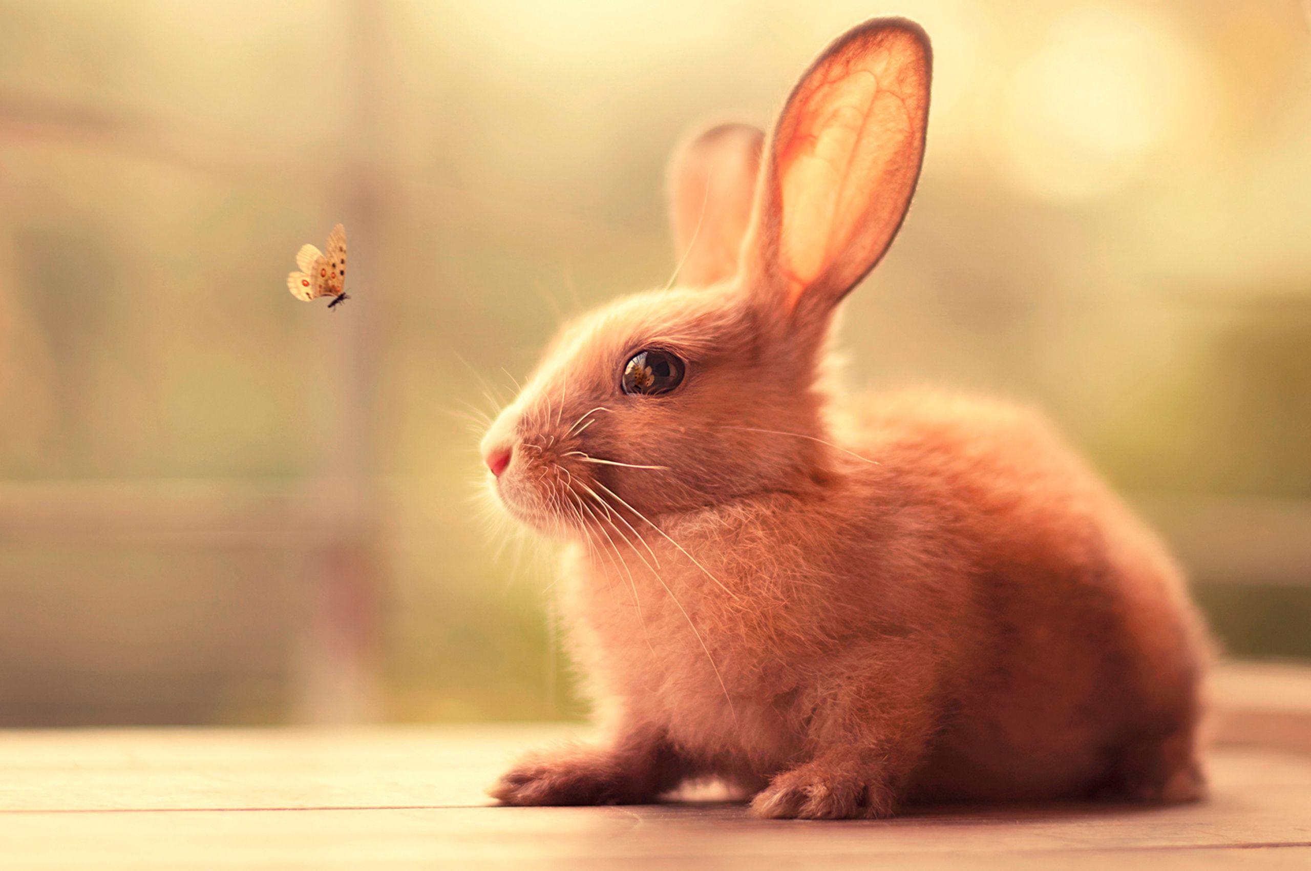 1080x1920 cute bunny iphone 6 plus hd wallpaper hd>. Adorable Bunny Wallpapers - Top Free Adorable Bunny Backgrounds