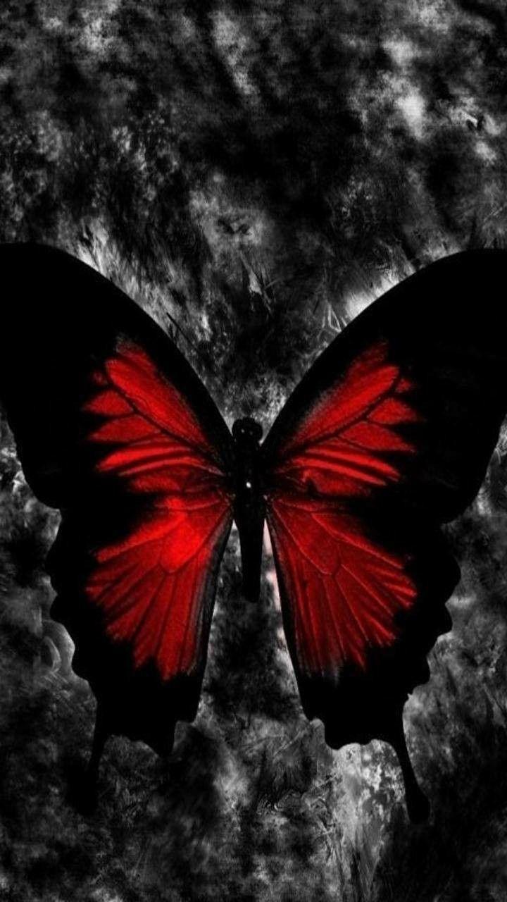 Red butterfly and black butterfly wallpapers top free red butterfly wallpapers by far. Red Butterfly 3d Wallpapers Top Free Red Butterfly 3d Backgrounds Wallpaperaccess