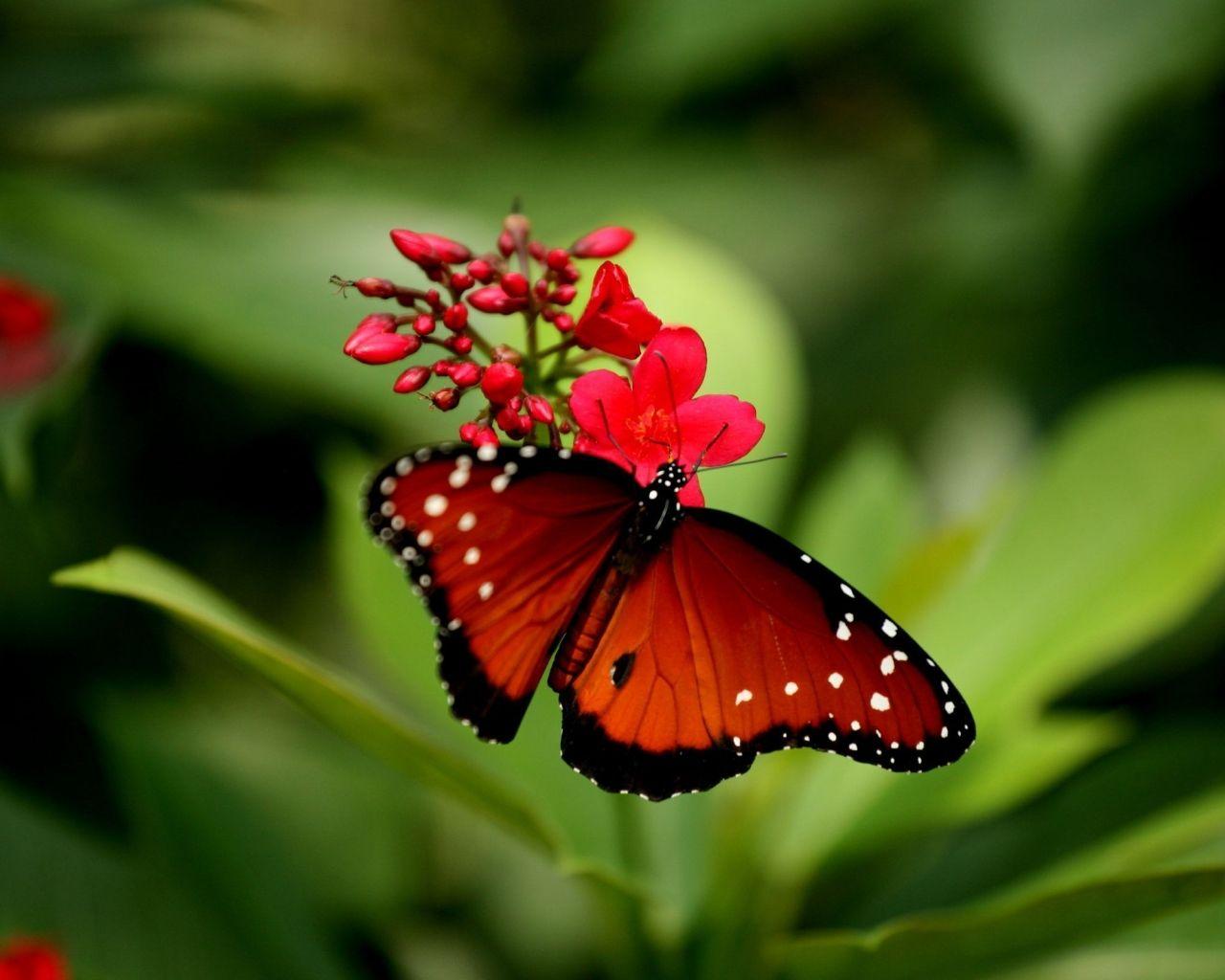 You can use pink butterfly hd wallpapers for android for your android backgrounds, tablet, samsung screensavers, mobile phone lock screen and another smartphones device for free. Red Butterfly 3d Wallpapers Top Free Red Butterfly 3d Backgrounds Wallpaperaccess