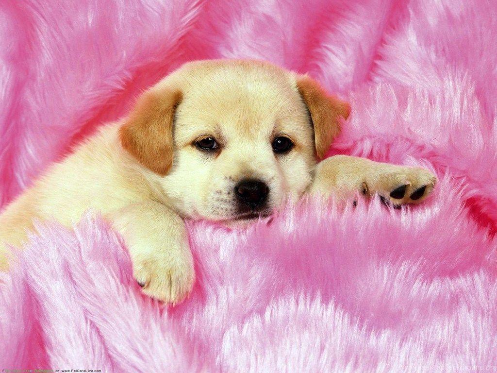 As it turns out, a lot of your pet's. Sleeping Puppy Wallpapers Top Free Sleeping Puppy Backgrounds Wallpaperaccess
