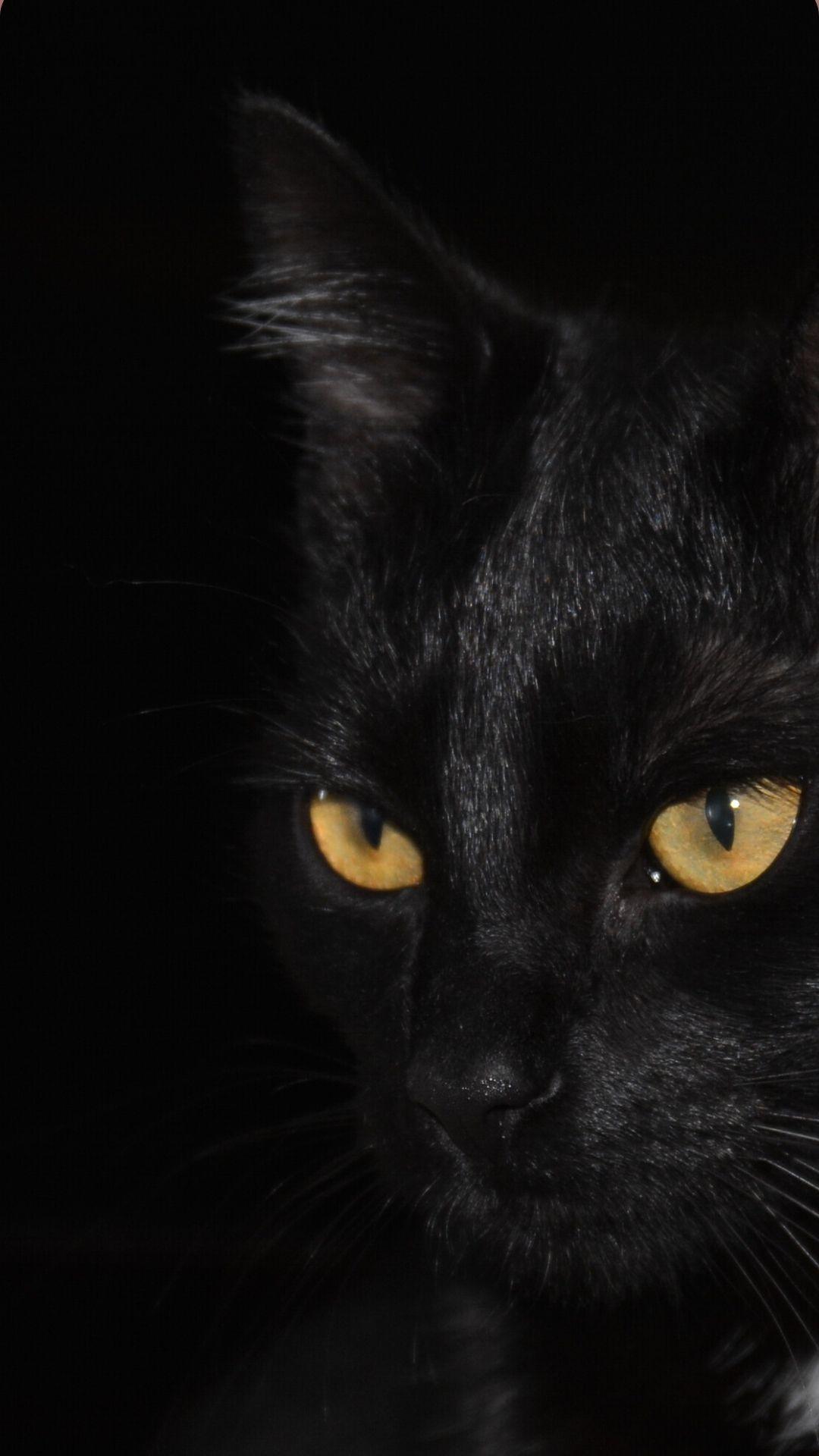 Download it without any trouble and contact us for more cute black cat halloween wallpaper. Kawaii Black Cat Wallpapers Top Free Kawaii Black Cat Backgrounds Wallpaperaccess