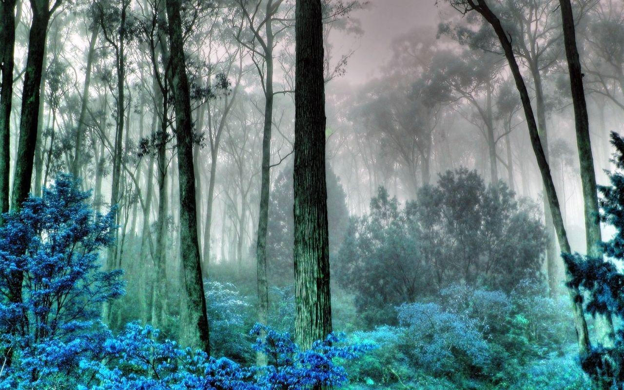 The mysterious forest tran, karlyn, herman, samantha on amazon.com. Mysterious Forest Wallpapers Top Free Mysterious Forest Backgrounds Wallpaperaccess