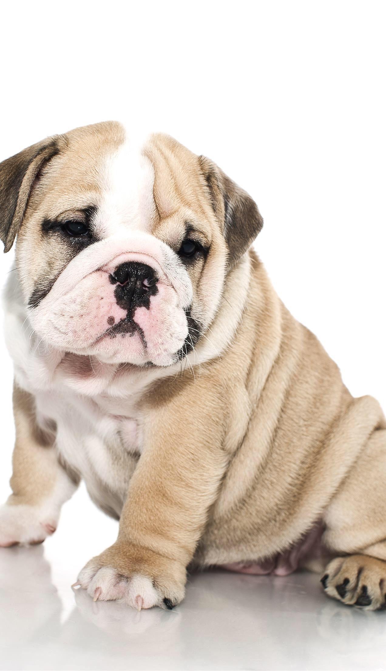 These 12 bulldogs iphone wallpapers are free to download for your iphone. Bulldog Iphone Wallpapers Top Free Bulldog Iphone Backgrounds Wallpaperaccess