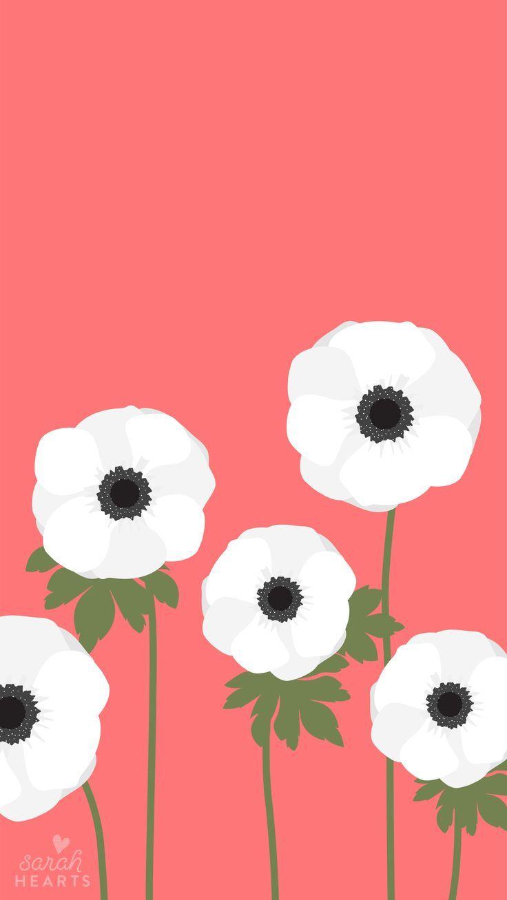 Pink petaled flower digital wallpaper. Anemone Wallpapers Top Free Anemone Backgrounds Wallpaperaccess
