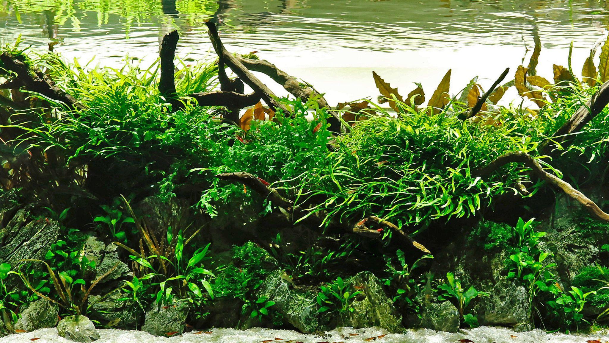 Is another of james findley's shallow display aquariums for the green machine. Aquascape Wallpapers - Top Free Aquascape Backgrounds