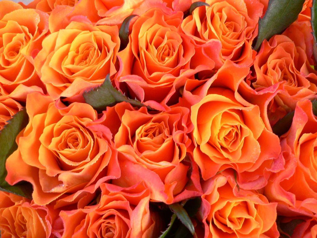 Flowers roses beautiful flowers orange roses pink roses love bonito bouquet pink red floral background orange flowers. Orange Roses Wallpapers Top Free Orange Roses Backgrounds Wallpaperaccess
