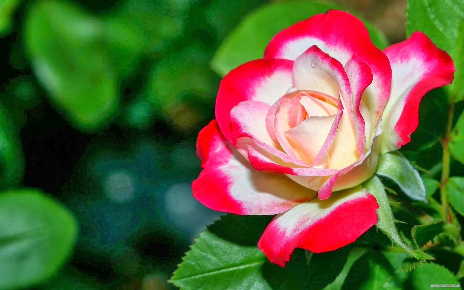 On this page you can download free images and pictures on theme: Unique HD Wallpapers - Top Free Unique HD Backgrounds ...