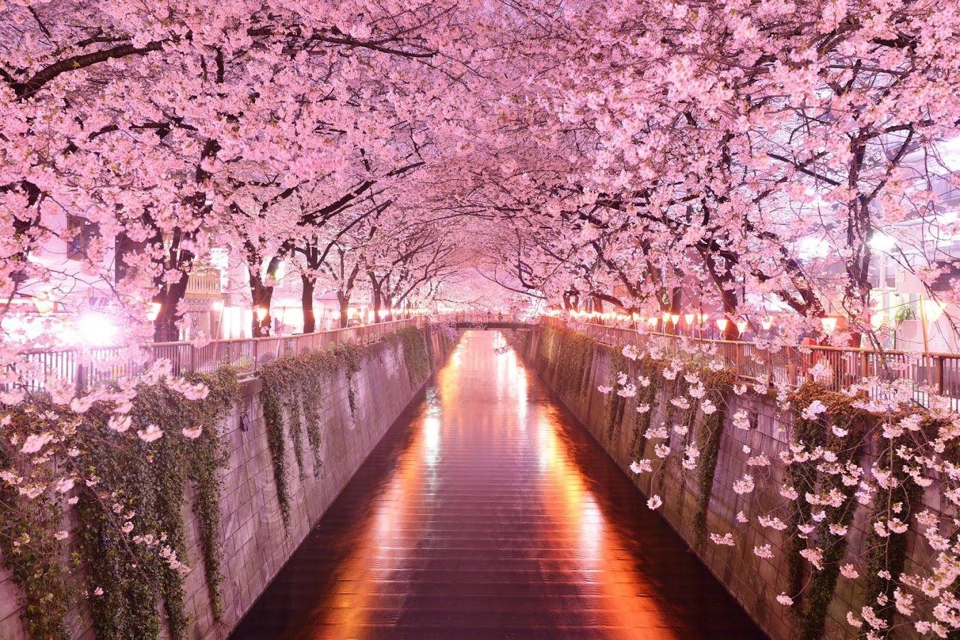 Admire the cherry tree blossoms, stretching bridges and elegant birds as they embrace their surroundings. Japanese Blossom Wallpapers Top Free Japanese Blossom Backgrounds Wallpaperaccess