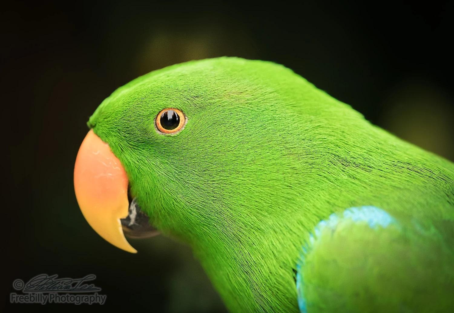Lovebird Wallpapers - Top Free Lovebird Backgrounds - Wallpaperaccess 1035_X_1500_jpg
