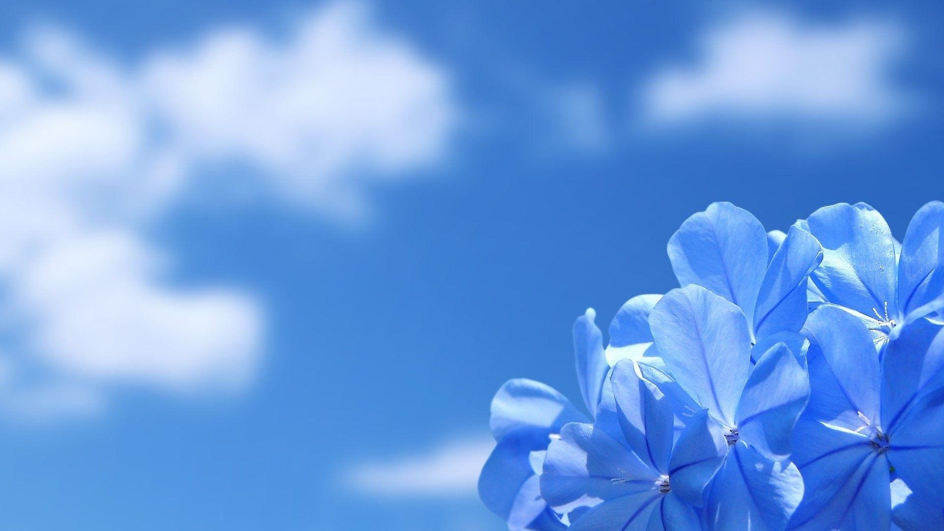 Windows 11 original dark wallpaper: Windows Flower Wallpapers Top Free Windows Flower Backgrounds Wallpaperaccess