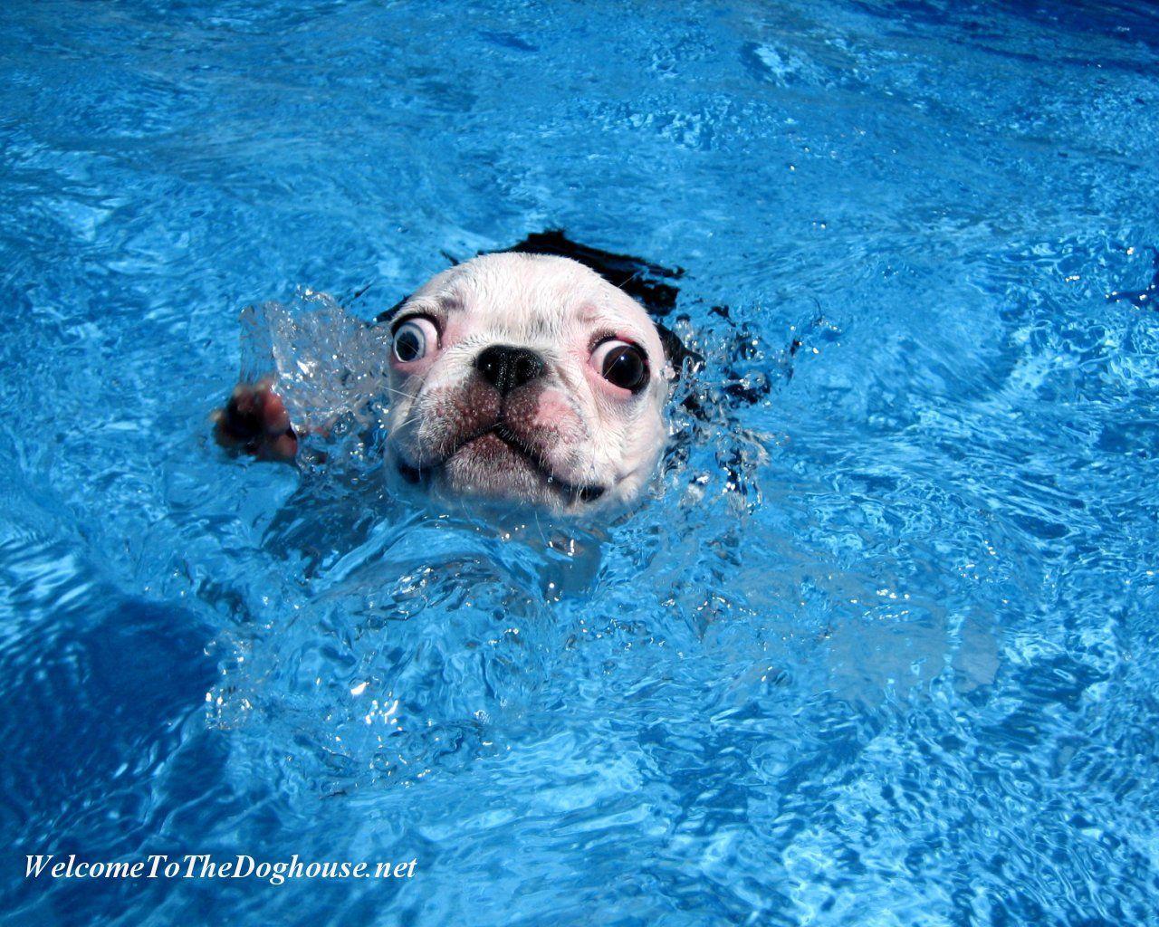 1920x1080 blue dog wallpaper download>. Blue Dog Wallpapers Top Free Blue Dog Backgrounds Wallpaperaccess