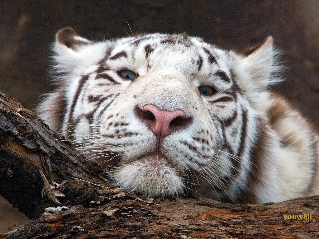 Baby White Tiger Wallpaper : Baby White Tiger Desktop Background :