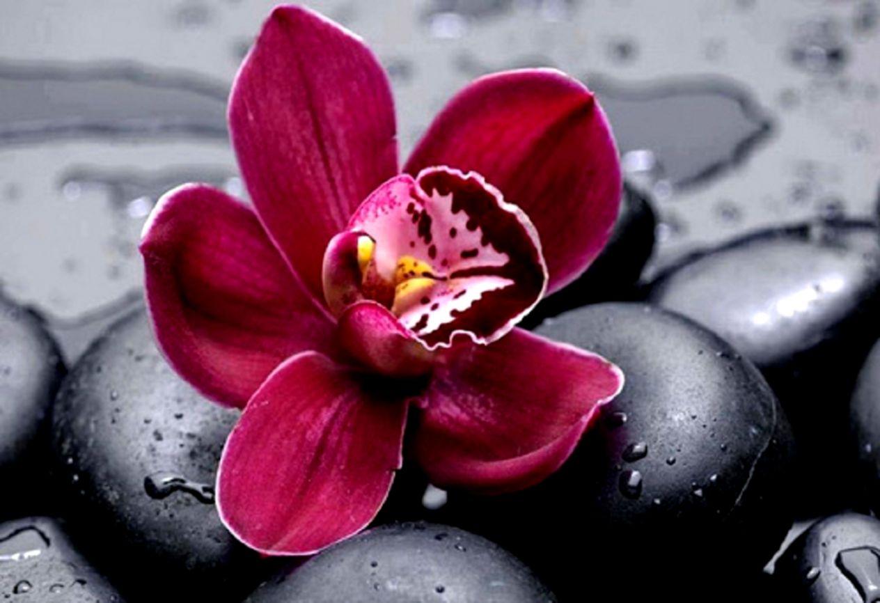 A lovingly curated selection of 254 free hd orchid wallpapers and background images. Red Orchid Wallpapers Top Free Red Orchid Backgrounds Wallpaperaccess