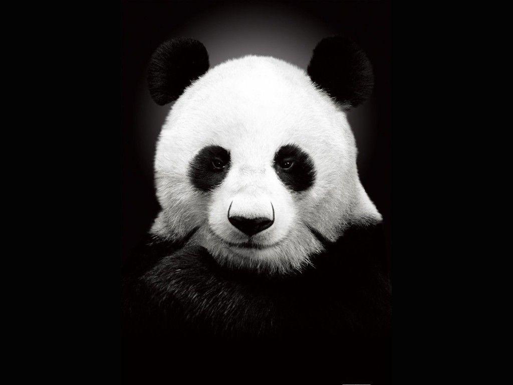You can customize the background and add up to 20 pictures of your own if you . Panda Ipad Wallpapers Top Free Panda Ipad Backgrounds Wallpaperaccess