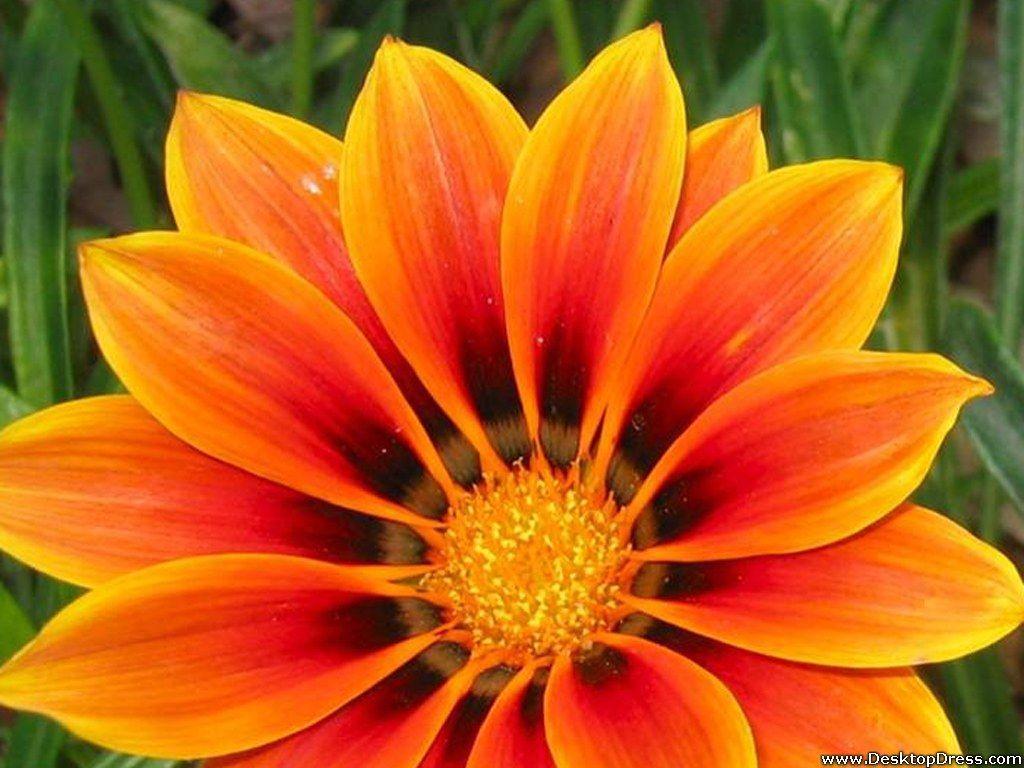 Tons of awesome orange flowers wallpapers to download for free. Beautiful Orange Wallpapers Top Free Beautiful Orange Backgrounds Wallpaperaccess