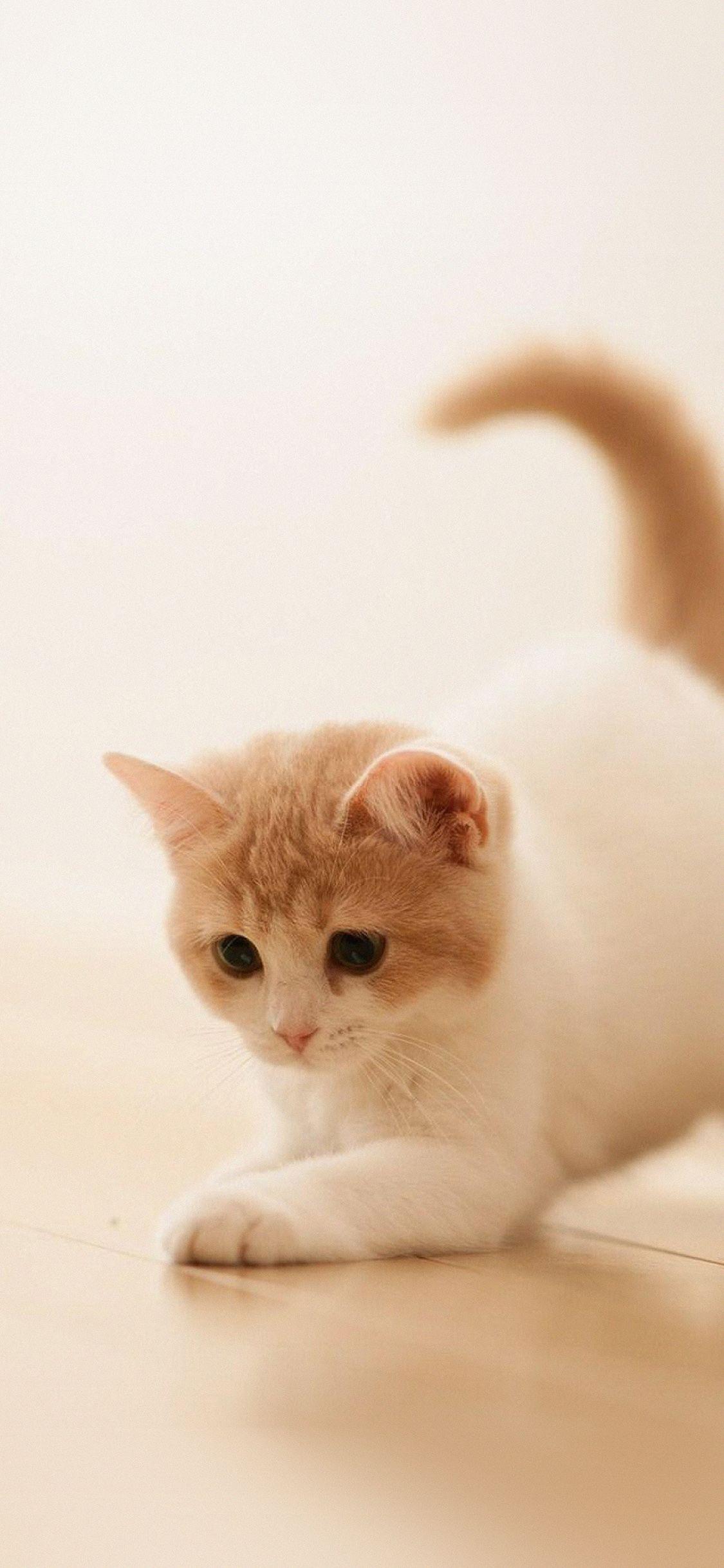 If there's anything more delig. Cute Kitten Iphone Wallpapers Top Free Cute Kitten Iphone Backgrounds Wallpaperaccess