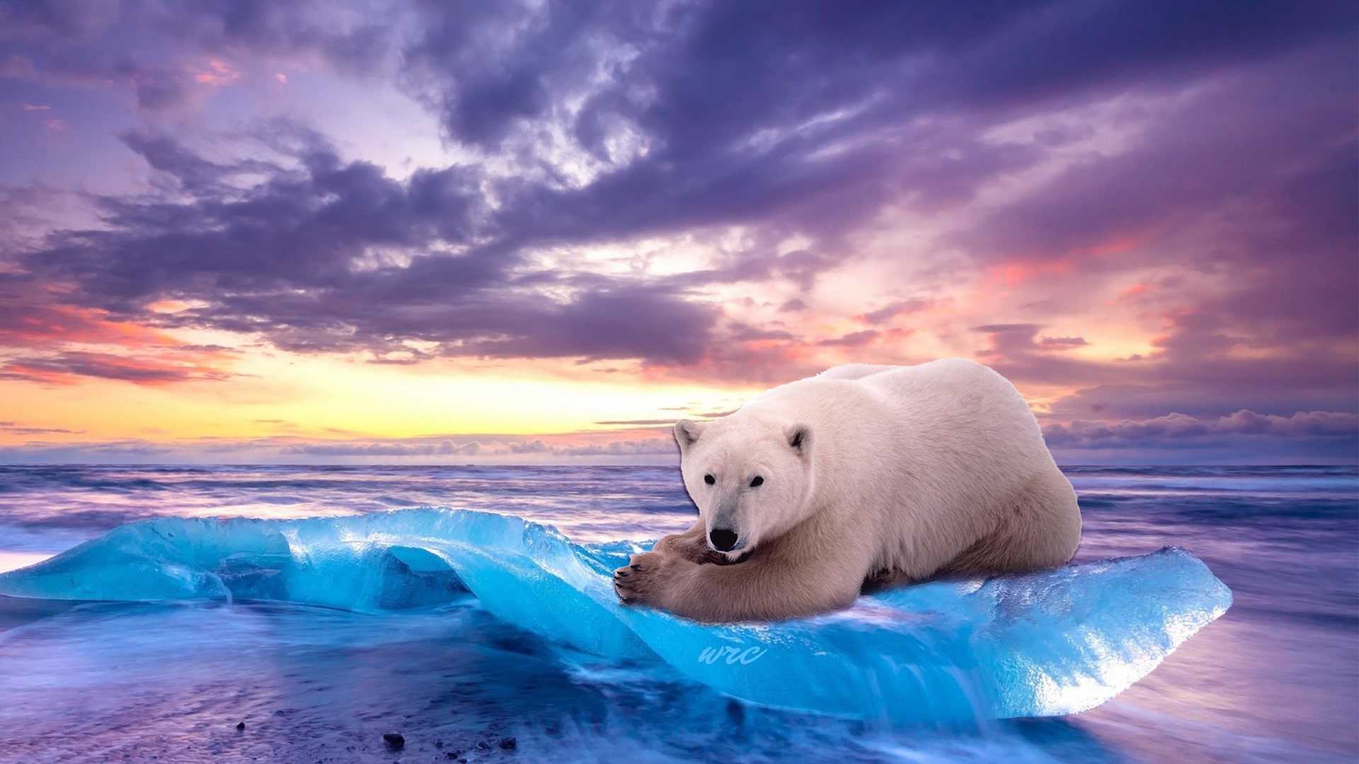 Here are 10 sites with stunning images for your laptop, tablet or mobile device. Awesome Polar Bear Wallpapers Top Free Awesome Polar Bear Backgrounds Wallpaperaccess