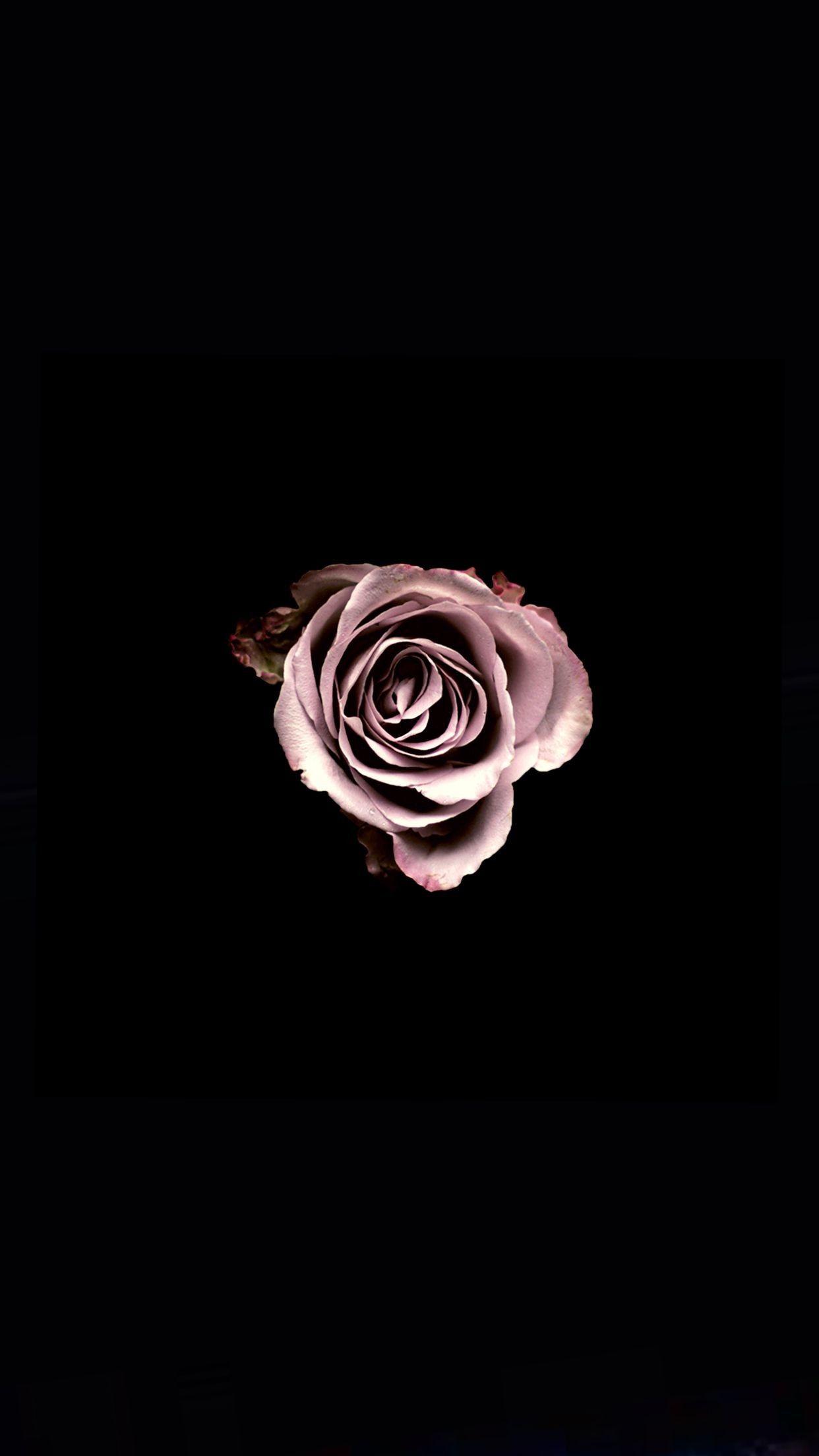 This romantic wallpaper with roses in black and pink has a beautiful matte surface and adds a lot of warmth and character to your interior. Black And Pink Rose Wallpapers Top Free Black And Pink Rose Backgrounds Wallpaperaccess