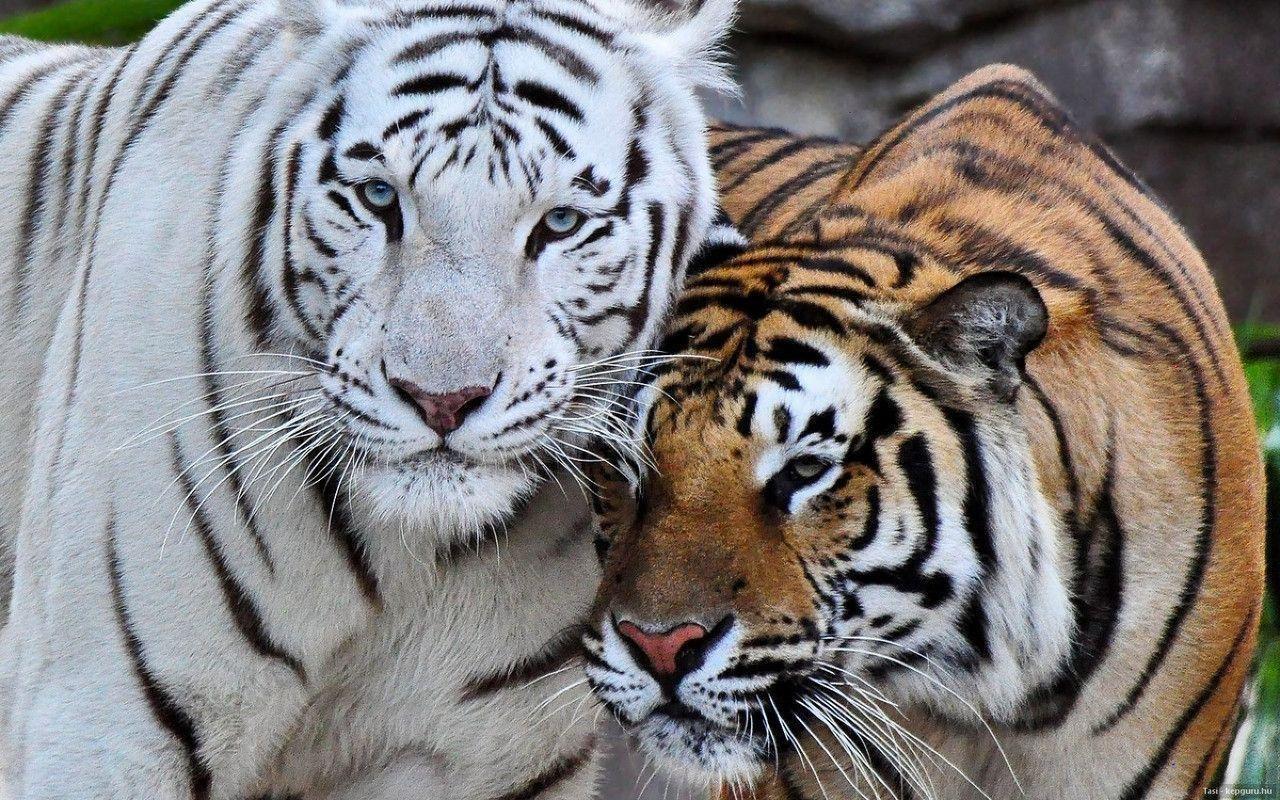 Download the perfect white tiger pictures. White Bengal Tiger Wallpapers Top Free White Bengal Tiger Backgrounds Wallpaperaccess