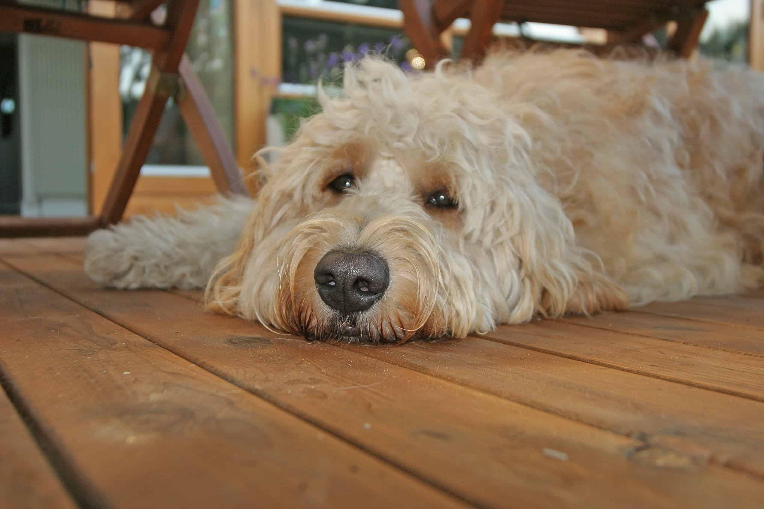She is eager, curious and easily excitable. Goldendoodle Hd Wallpapers Top Free Goldendoodle Hd Backgrounds Wallpaperaccess