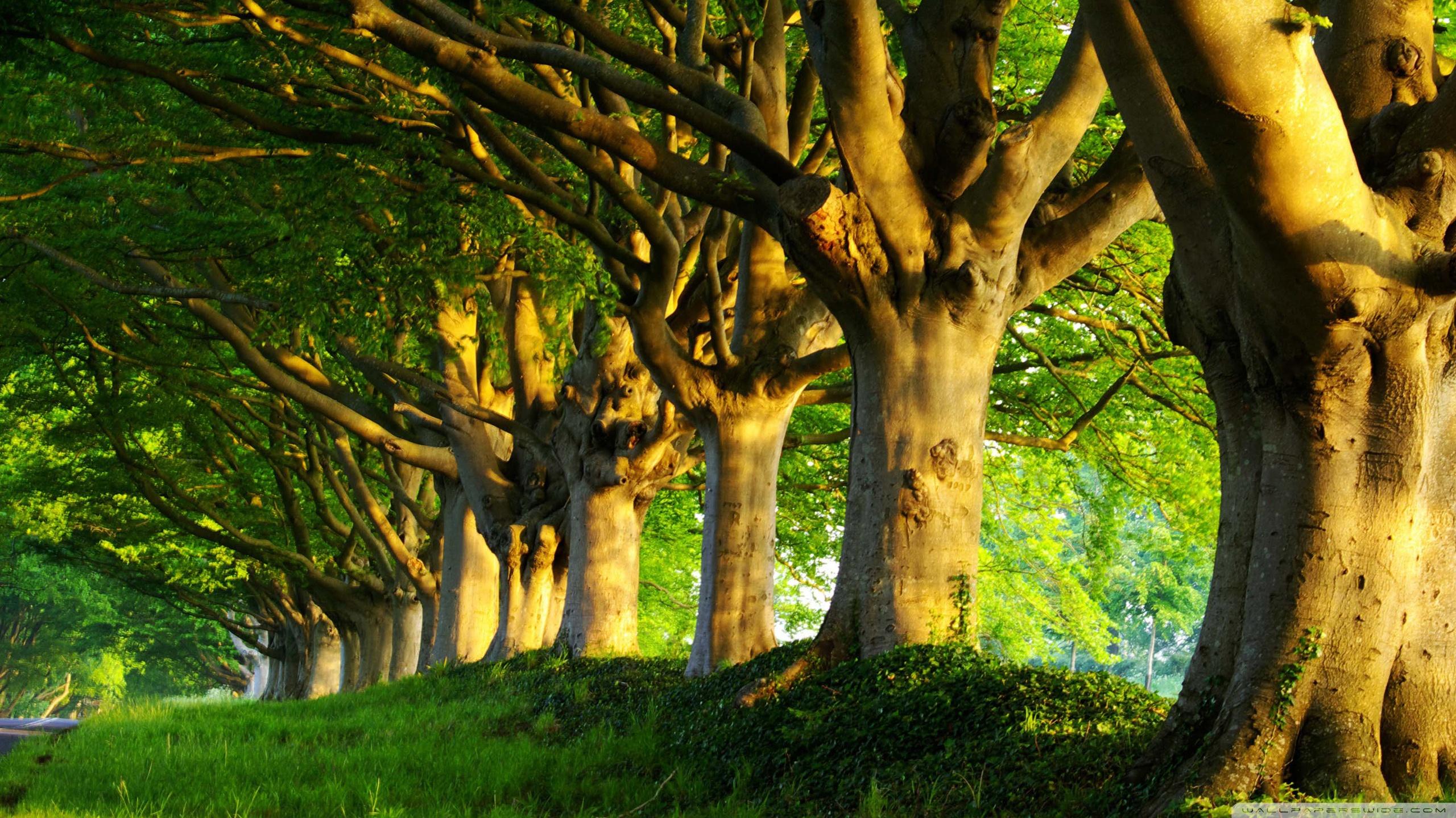 Find and bookmark your favorite wallpapers. Summer Trees Wallpapers Top Free Summer Trees Backgrounds Wallpaperaccess