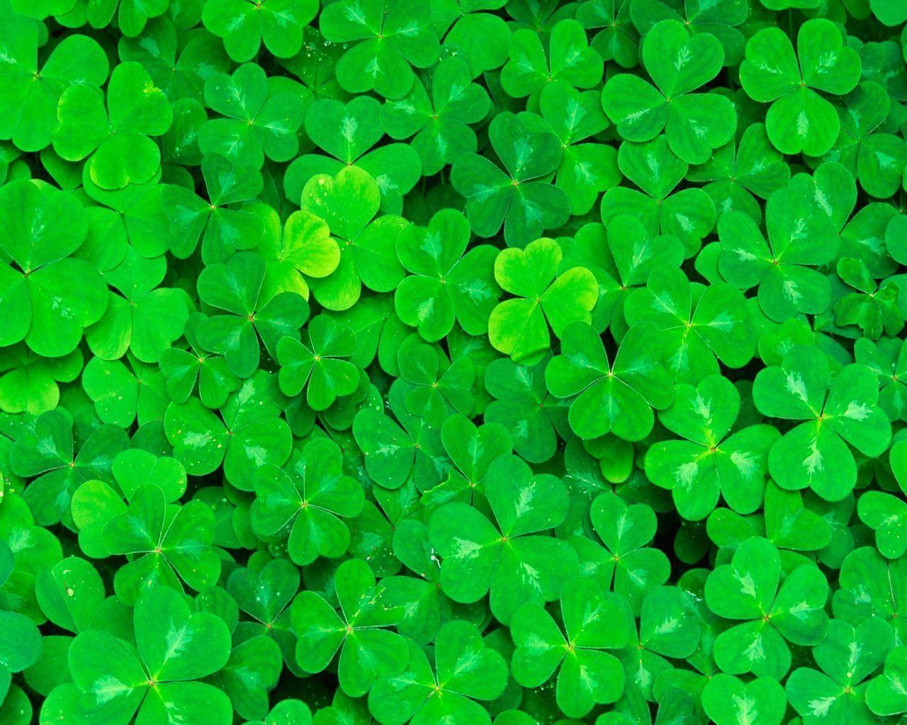 The ireland wallpapers app have beautiful collection of hd wallpapers. Irish Shamrock Wallpapers Top Free Irish Shamrock Backgrounds Wallpaperaccess