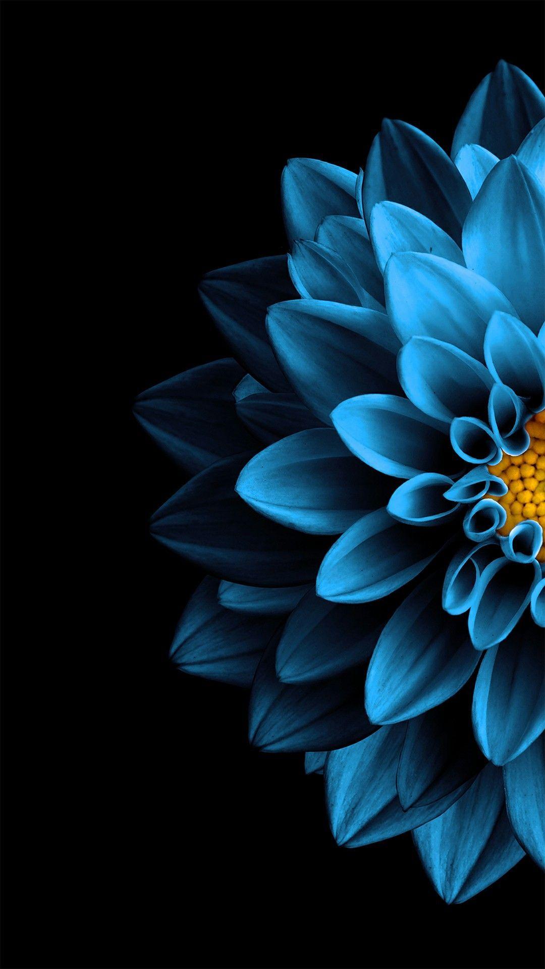 To change a new wallpaper on iphone, you can simply pick up any photo from your camera roll, then set it directly as the new iphone background image. Black And Blue Flower Iphone Wallpapers Top Free Black And Blue Flower Iphone Backgrounds Wallpaperaccess