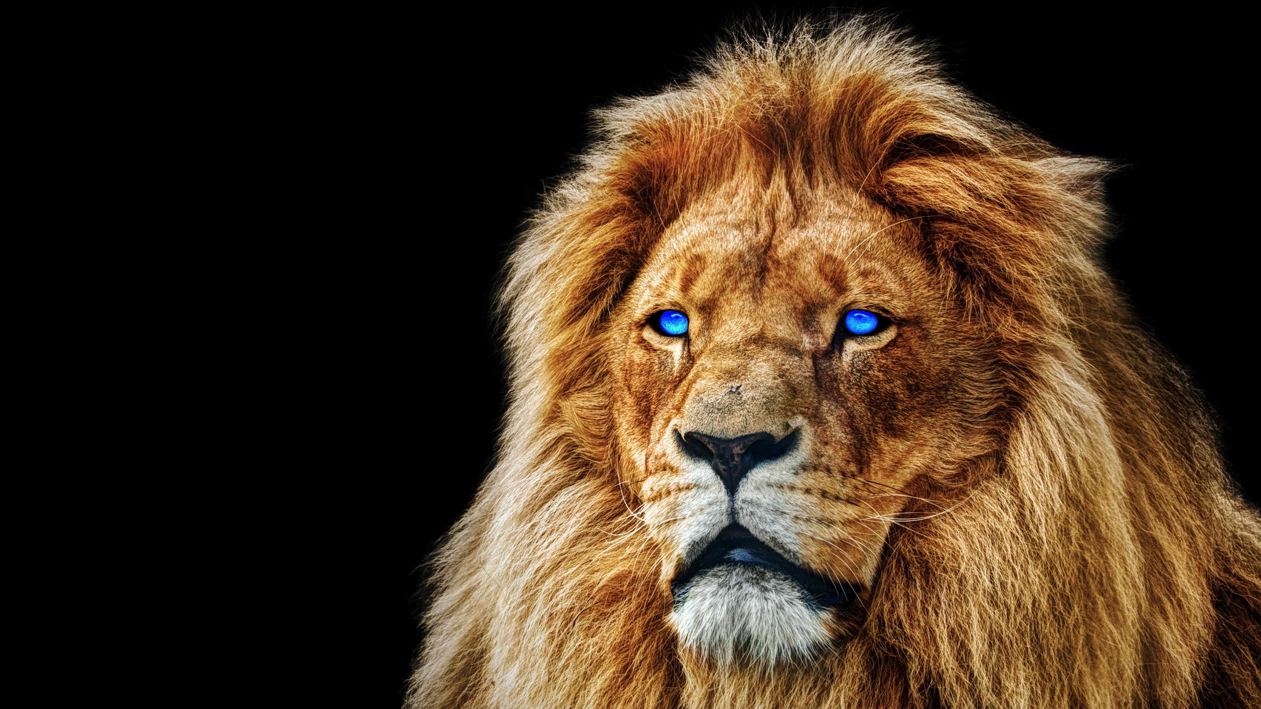 Multiple sizes available for all screen sizes. Lion Blue Eyes Wallpapers Top Free Lion Blue Eyes Backgrounds Wallpaperaccess