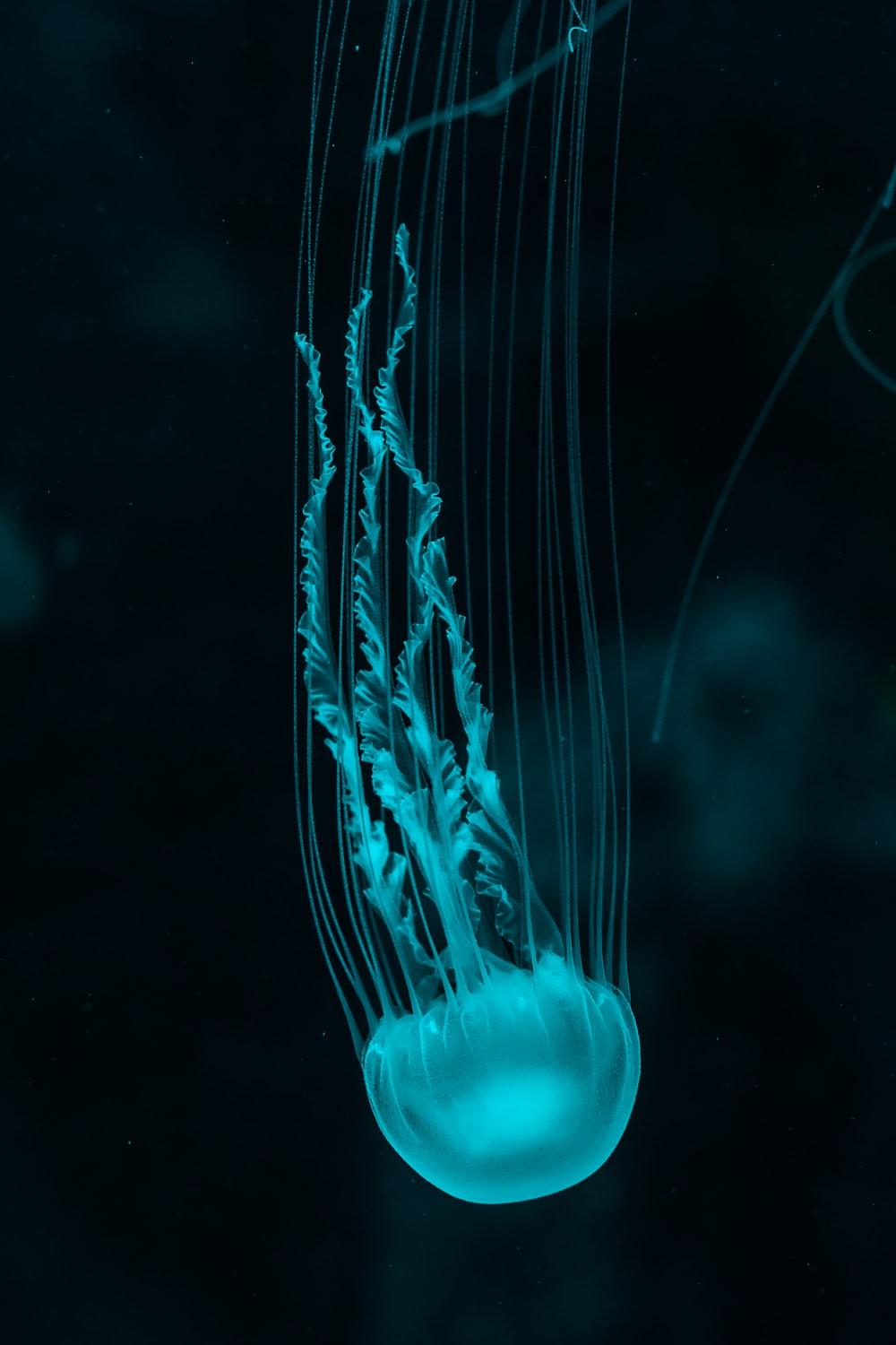 Best 3840x2400 jellyfish wallpaper, 4k ultra hd 16:10 desktop background for any computer, laptop, tablet and phone. Dark Jellyfish Wallpapers Top Free Dark Jellyfish Backgrounds Wallpaperaccess