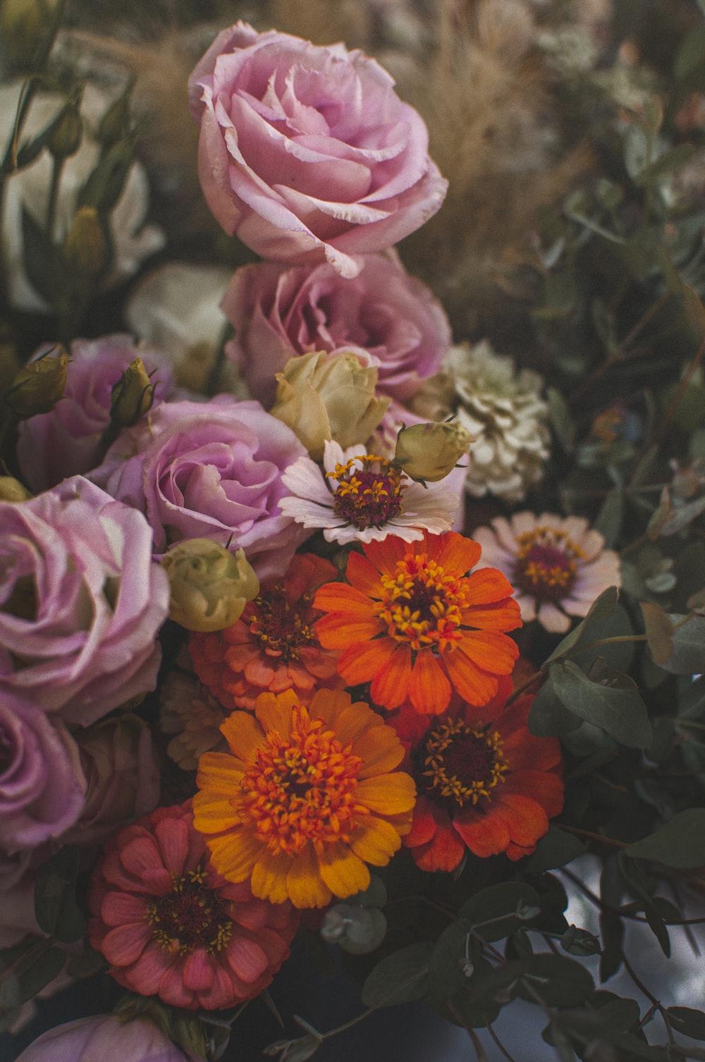 Use this guide and learn what type of flowers thrive when you plant them in the fall. Best Autumn Flowers Wallpapers Top Free Best Autumn Flowers Backgrounds Wallpaperaccess