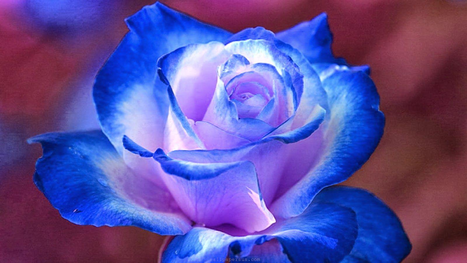 Find over 100+ of the best free blue rose images. Royal Blue Flowers Hd Wallpapers Top Free Royal Blue Flowers Hd Backgrounds Wallpaperaccess