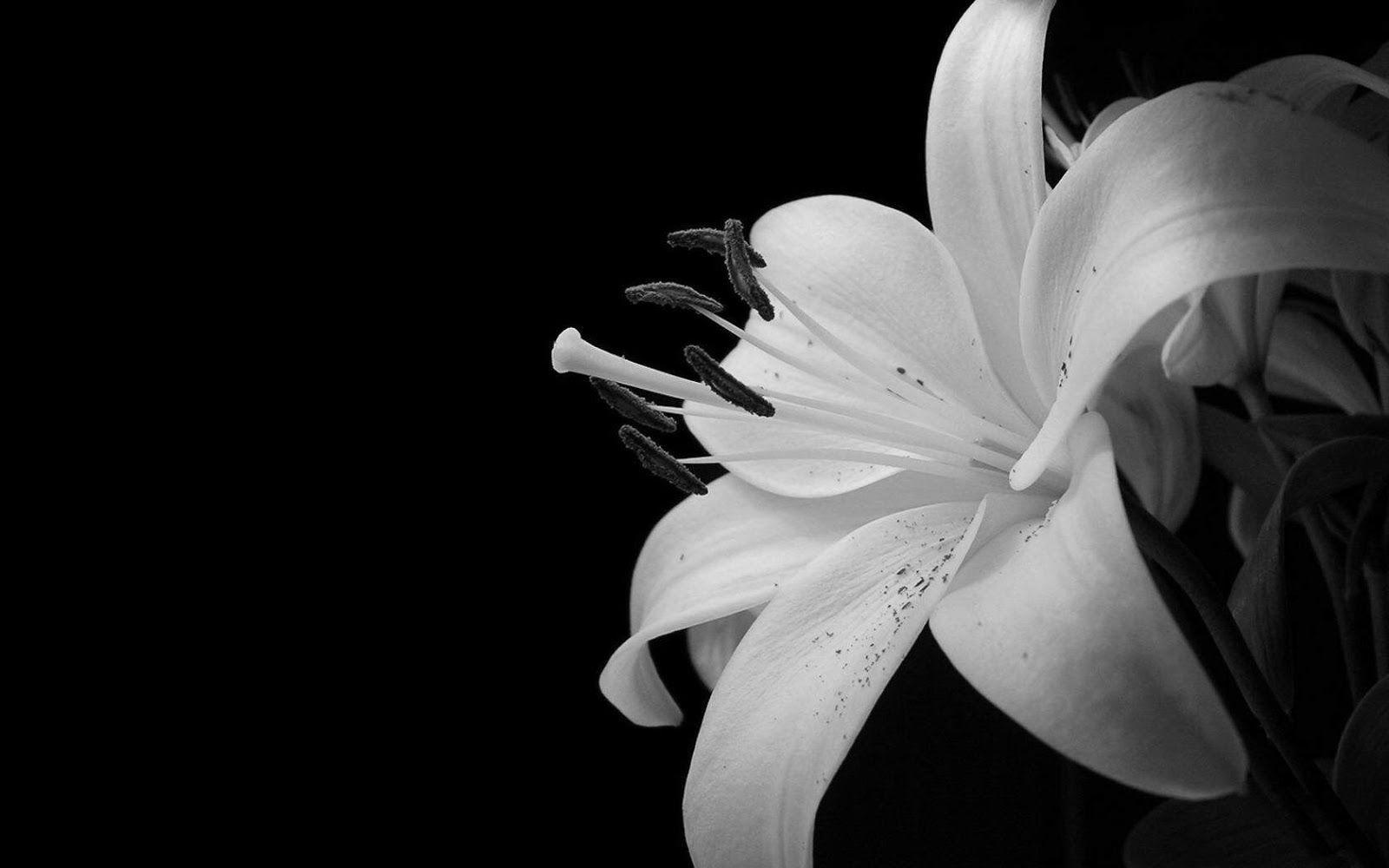 Find & download free graphic resources for flower background. Black And White Floral Wallpapers Top Free Black And White Floral Backgrounds Wallpaperaccess