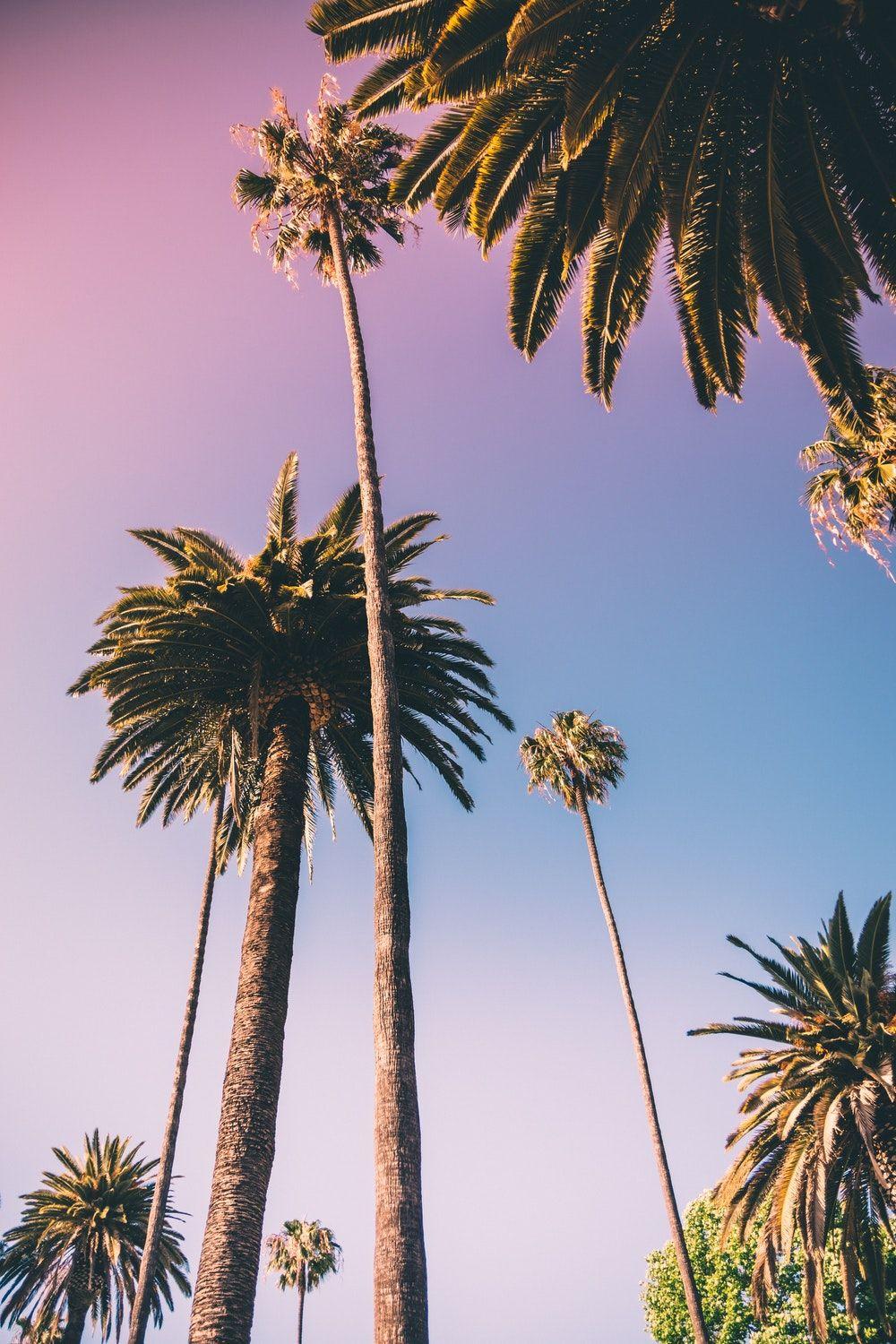 Free, full hd and high quality wallpapers and … Aesthetic Palm Tree Phone Wallpapers Top Free Aesthetic Palm Tree Phone Backgrounds Wallpaperaccess