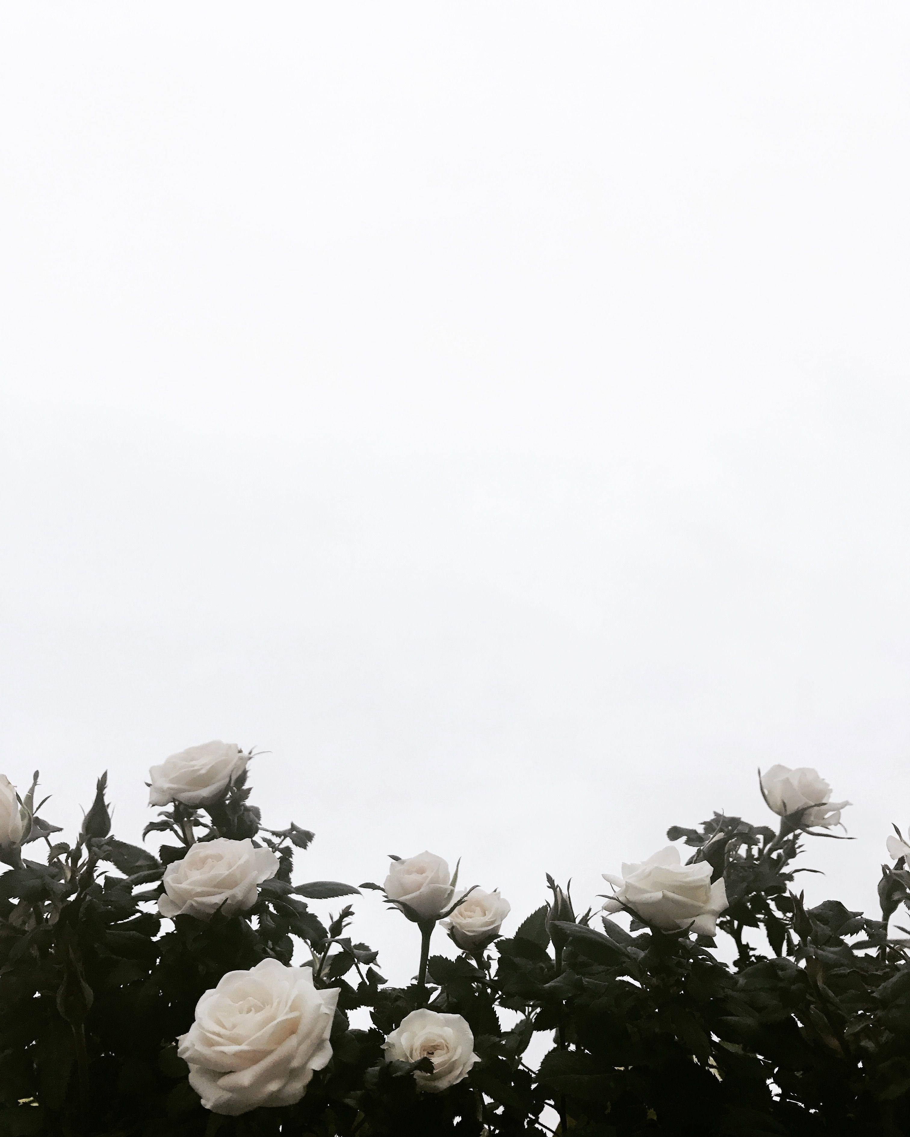Free for commercial use ✓ no attribution required . White Rose Aesthetic Wallpapers Top Free White Rose Aesthetic Backgrounds Wallpaperaccess