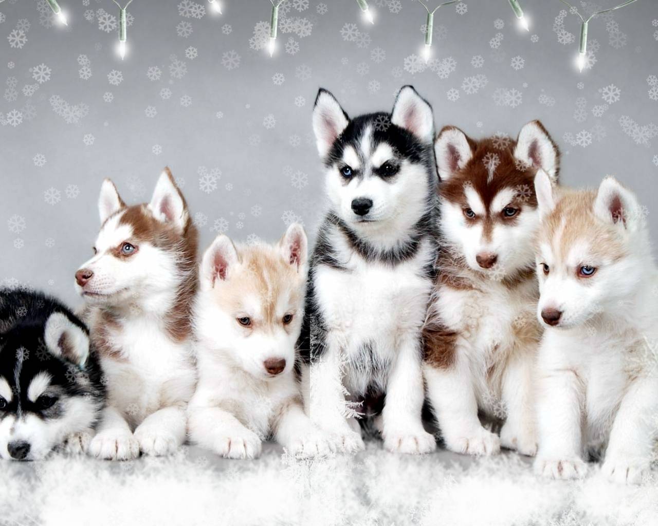 Both have provided services and companionship to humans for many centuries. Cute Winter Puppy Wallpapers Top Free Cute Winter Puppy Backgrounds Wallpaperaccess