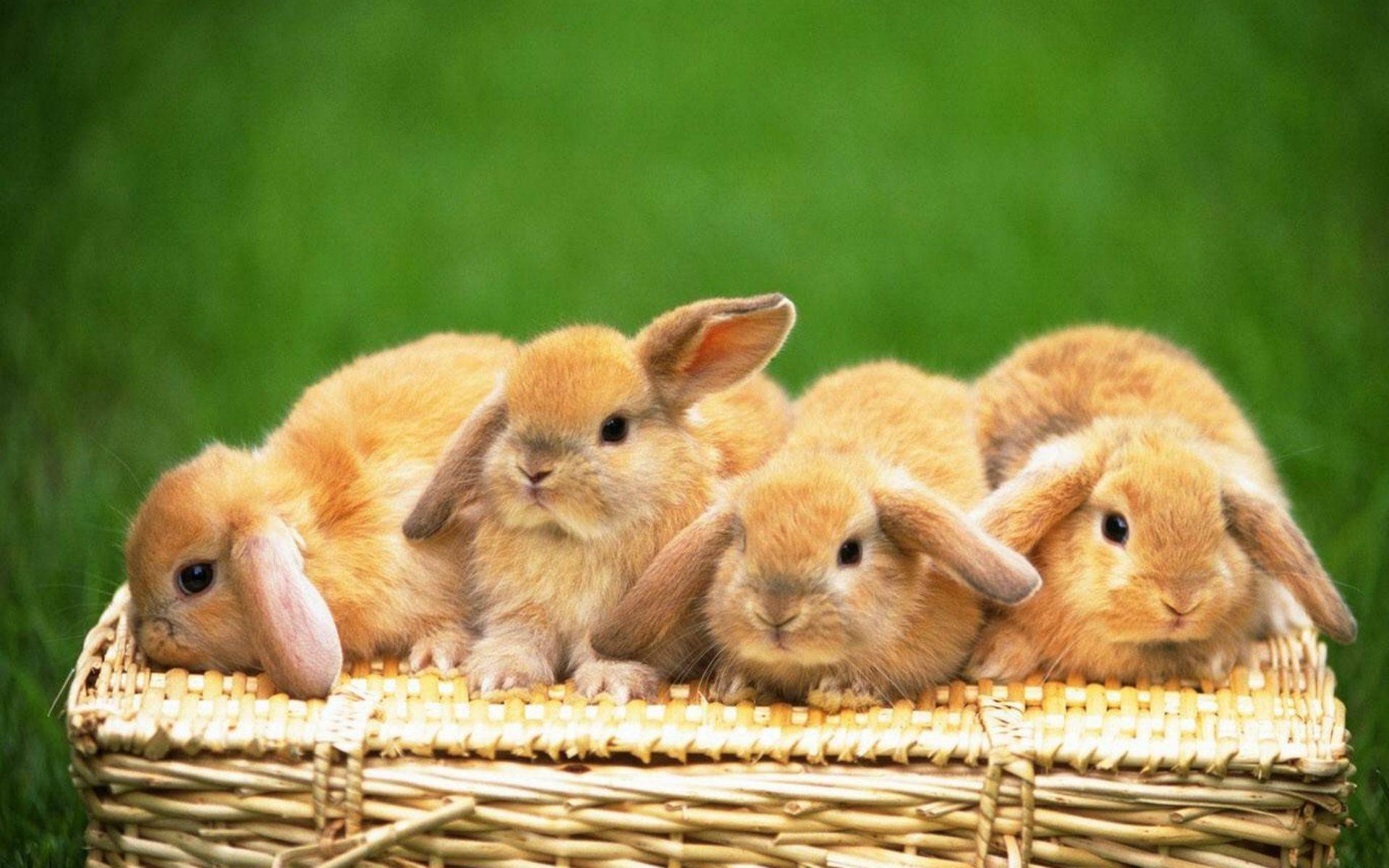 There are more than 20 of them, but the most relevant ones appear first. Cute Bunny Desktop Wallpapers - Top Free Cute Bunny Desktop Backgrounds