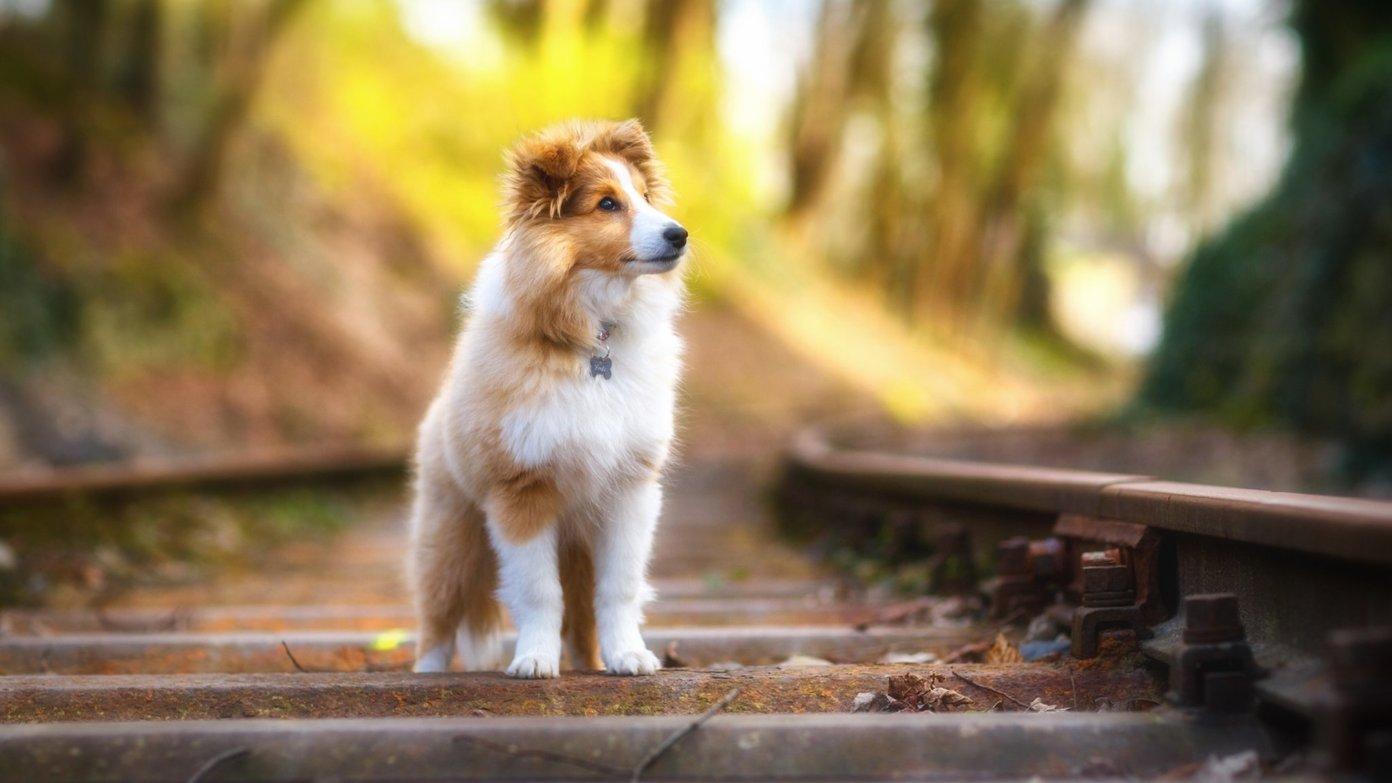 The only way vacation could get any better is if you didn’t have to leave your pet behind. Pet Wallpapers Top Free Pet Backgrounds Wallpaperaccess