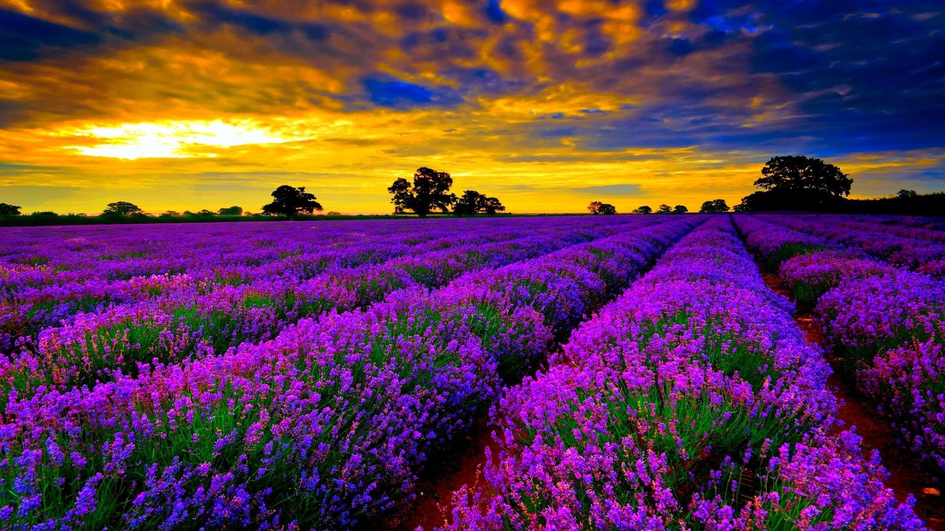 It’s easy to back up your computer to ensure that you ha. Beautiful Widescreen Desktop Wallpapers 4k Hd Beautiful Widescreen Desktop Backgrounds On Wallpaperbat