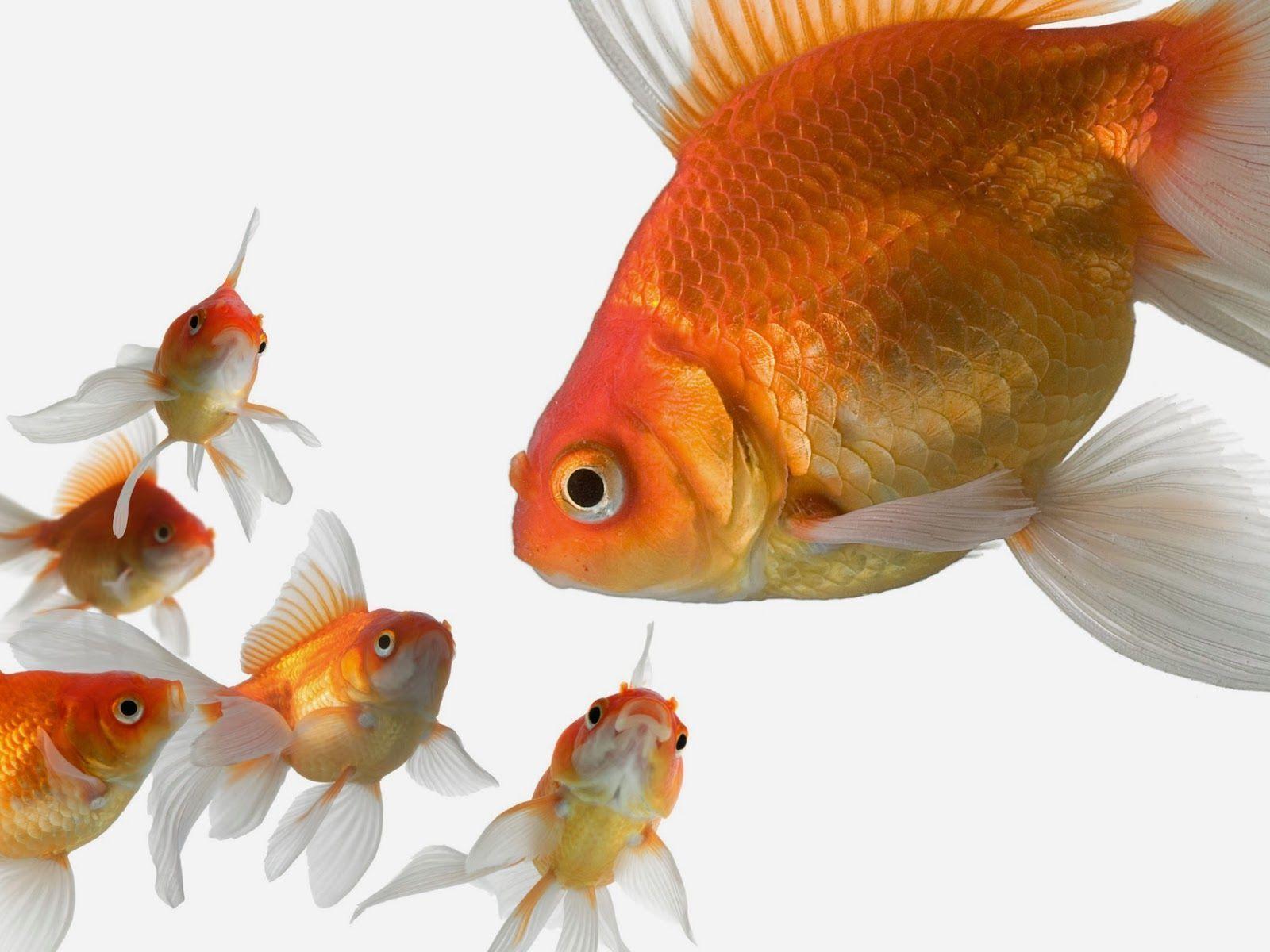 Golden Fish Hd Wallpaper : 500 Goldfish Pictures Download Free Images On Unsplash :
