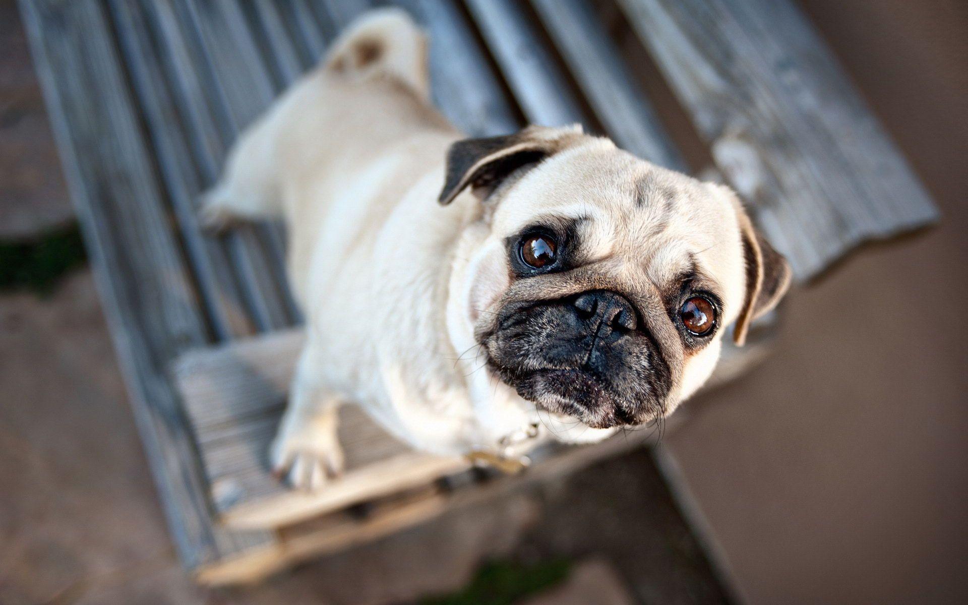 1080X1080 Funny Pictures - Funny Pug Wallpapers - Wallpaper Cave