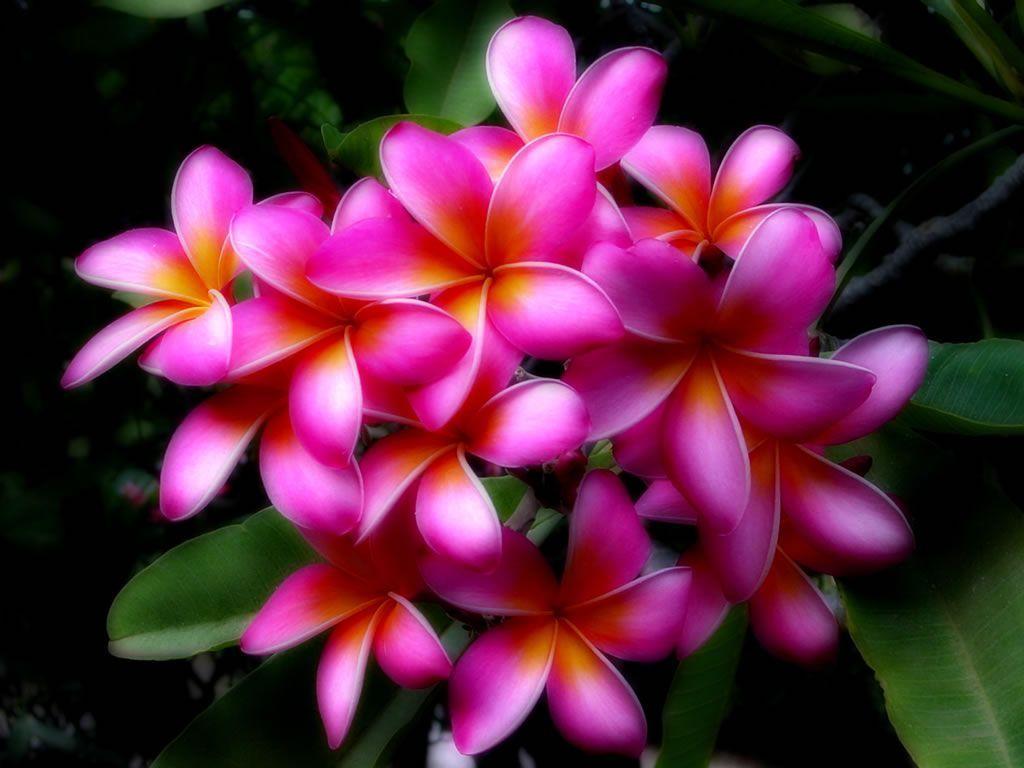 Find over 100+ of the best free hawaii flower images. Hawaiian Flower Backgrounds Wallpaper Cave