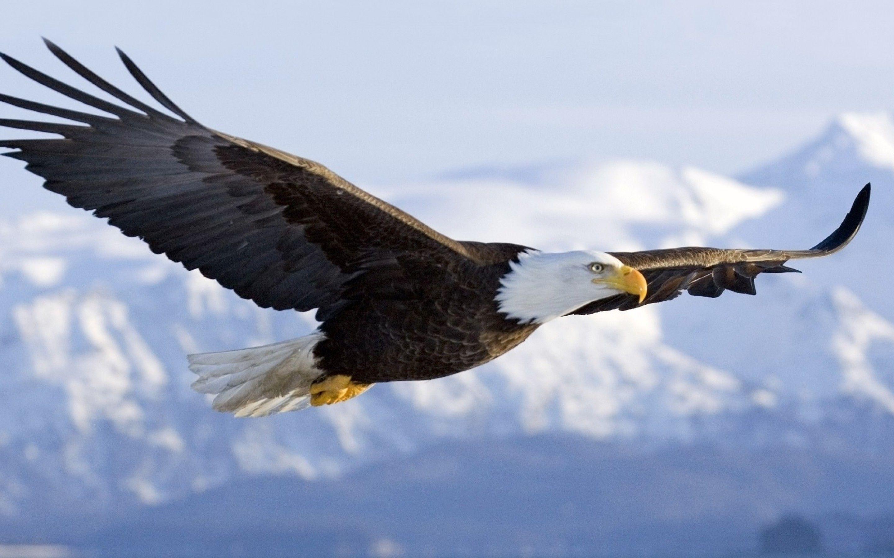 Eagle eyes free stock photos we have about (1,306 files) free stock photos in hd high resolution jpg images format. Flying Eagle Wallpapers - Wallpaper Cave
