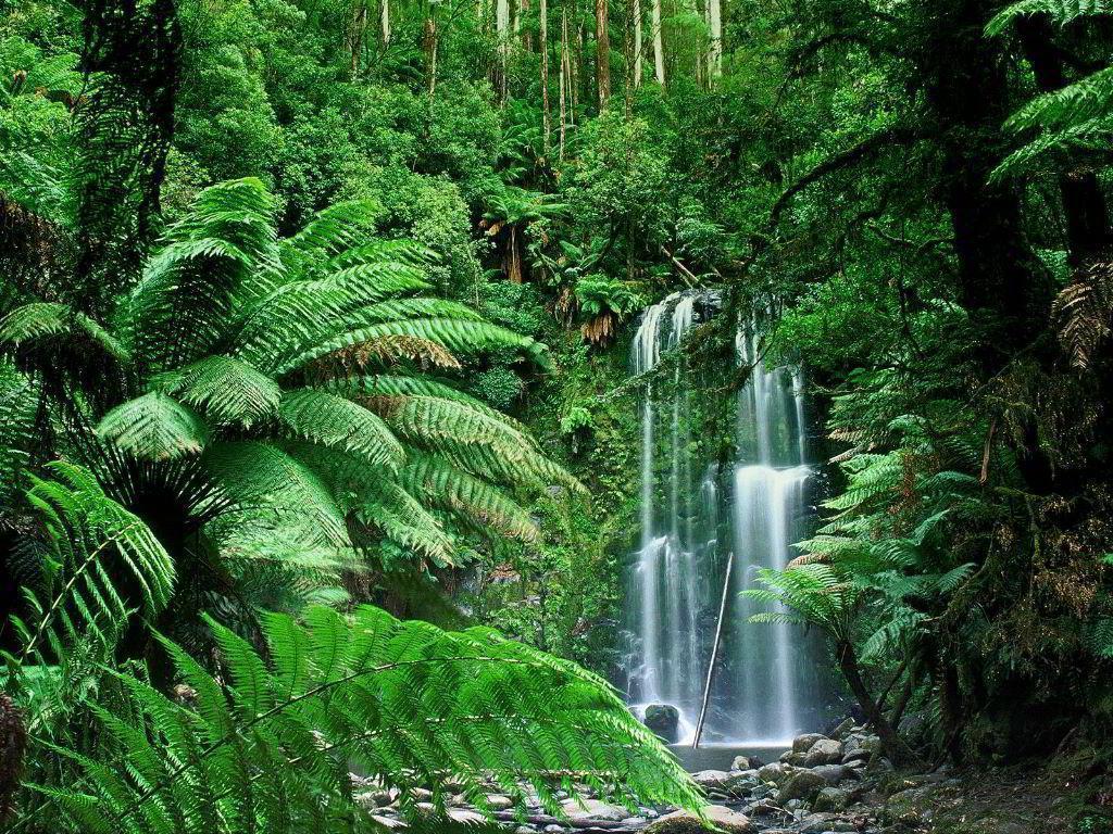 Plume creative / getty images as with any electronic device, water is the enemy. Tropical Rainforest Wallpapers Wallpaper Cave