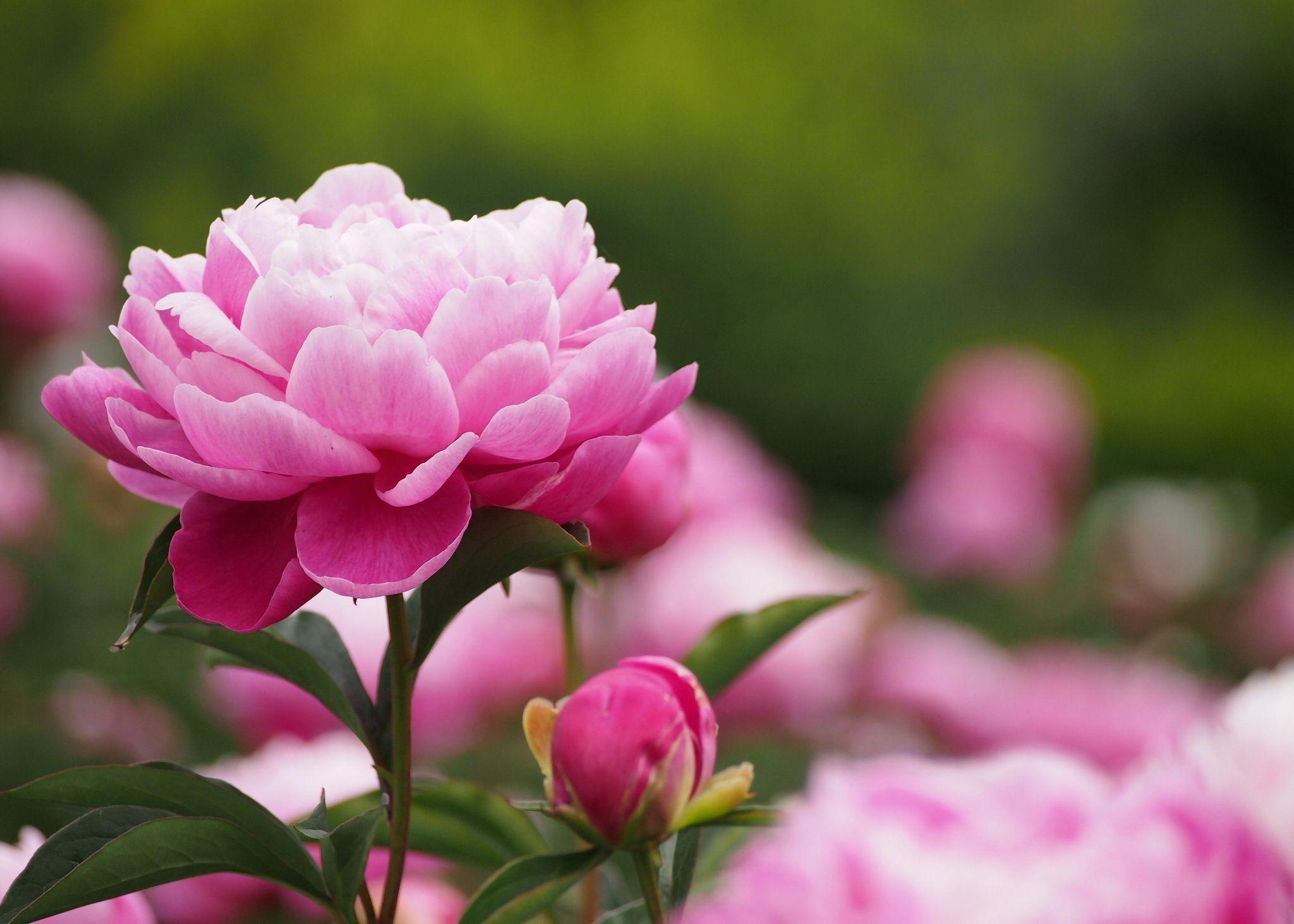 Check out this fantastic collection of peonies flowers wallpapers, with 49 peonies flowers background images for your desktop, phone or tablet. Peony Wallpapers Wallpaper Cave